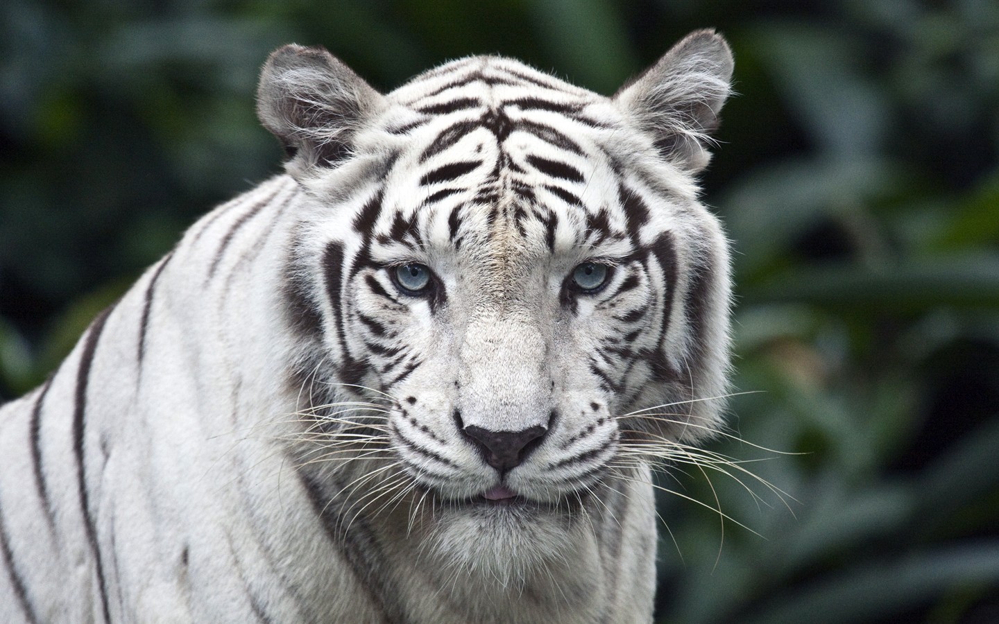 Tiger White Animals Carnivore Blue Eyes Hunter 1440x900