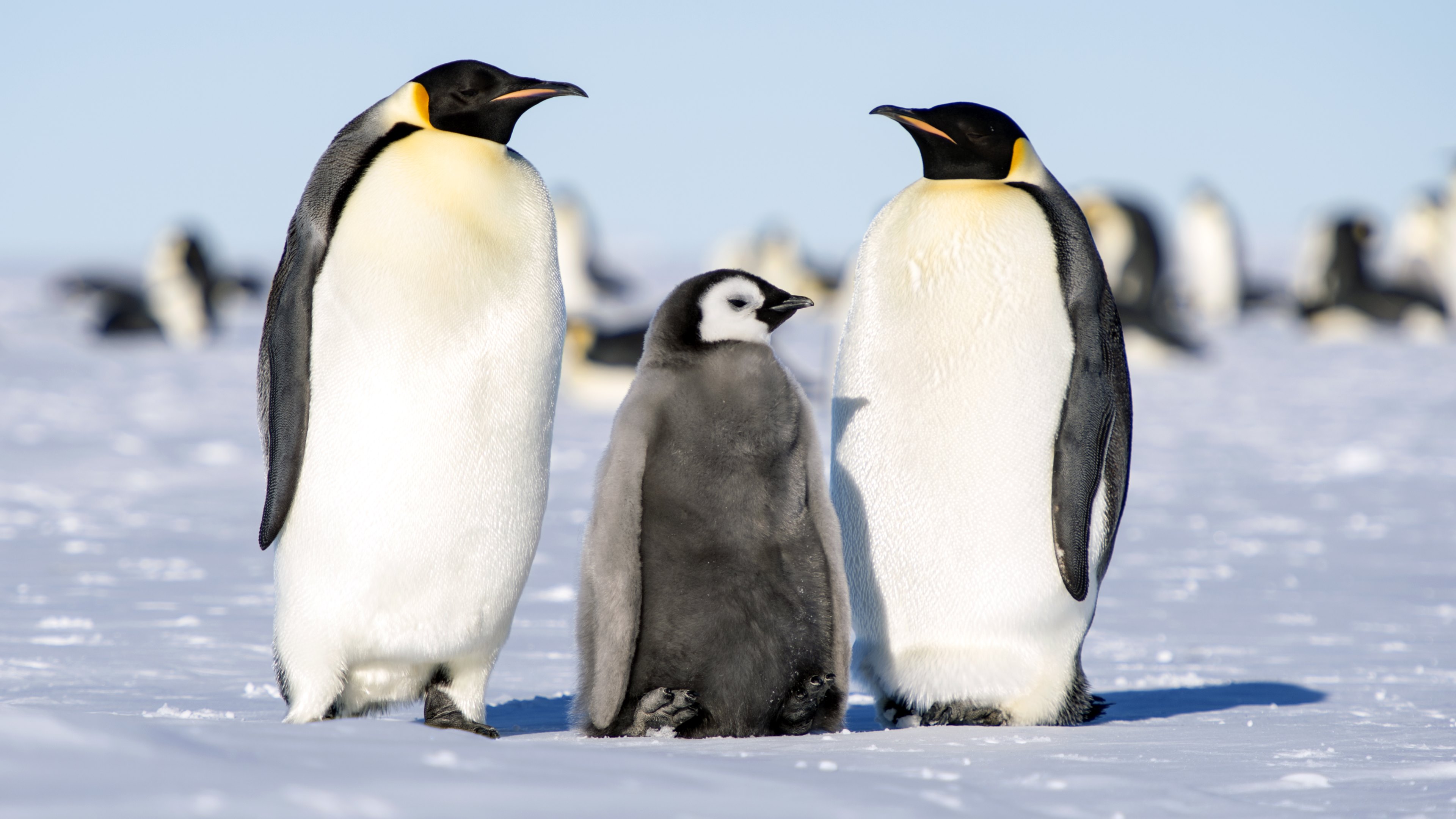 Animal Penguin Emperor Penguin 3840x2160