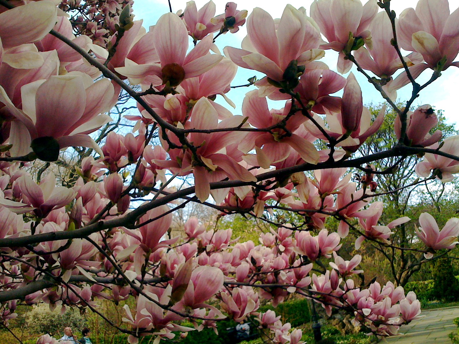 Magnolia Trees Nature 1600x1200