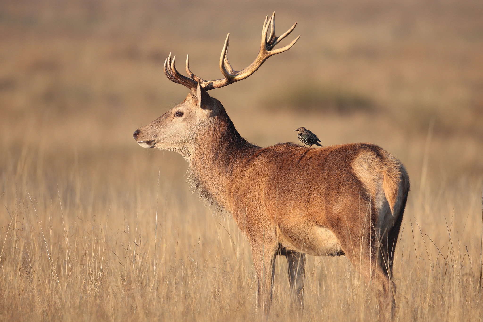 Deer Stag Wildlife Bird 2048x1365