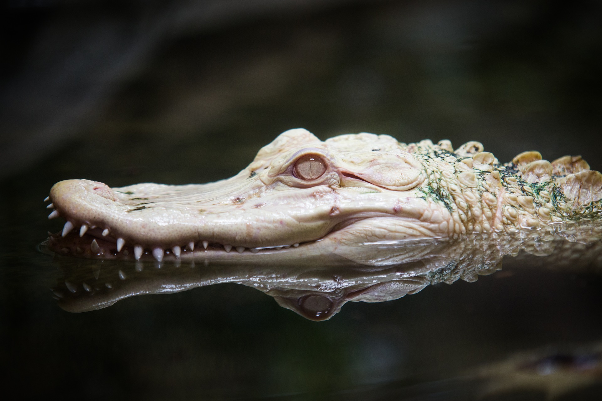 Albino Alligator Zoo Reptile Reflection 1920x1280