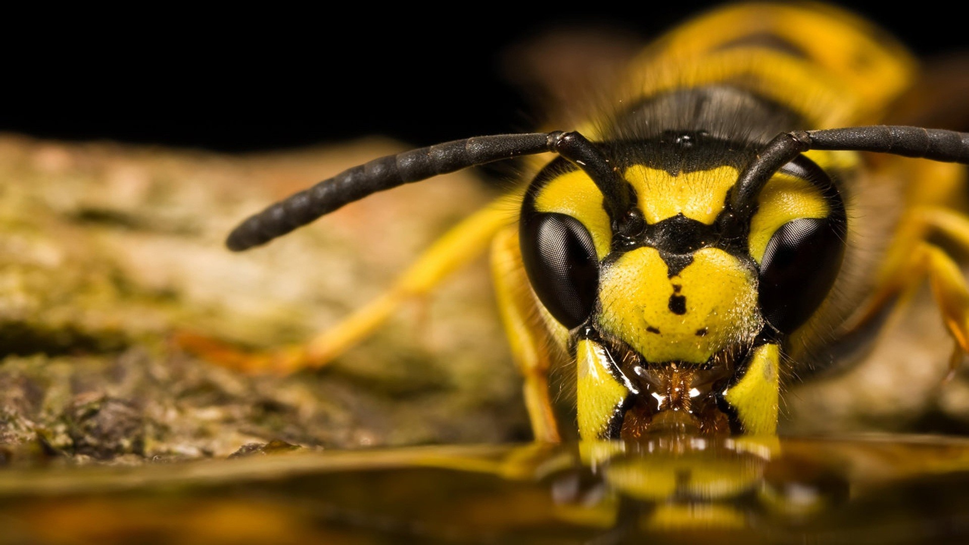 Animals Insect Wasps Yellow Macro 1920x1080