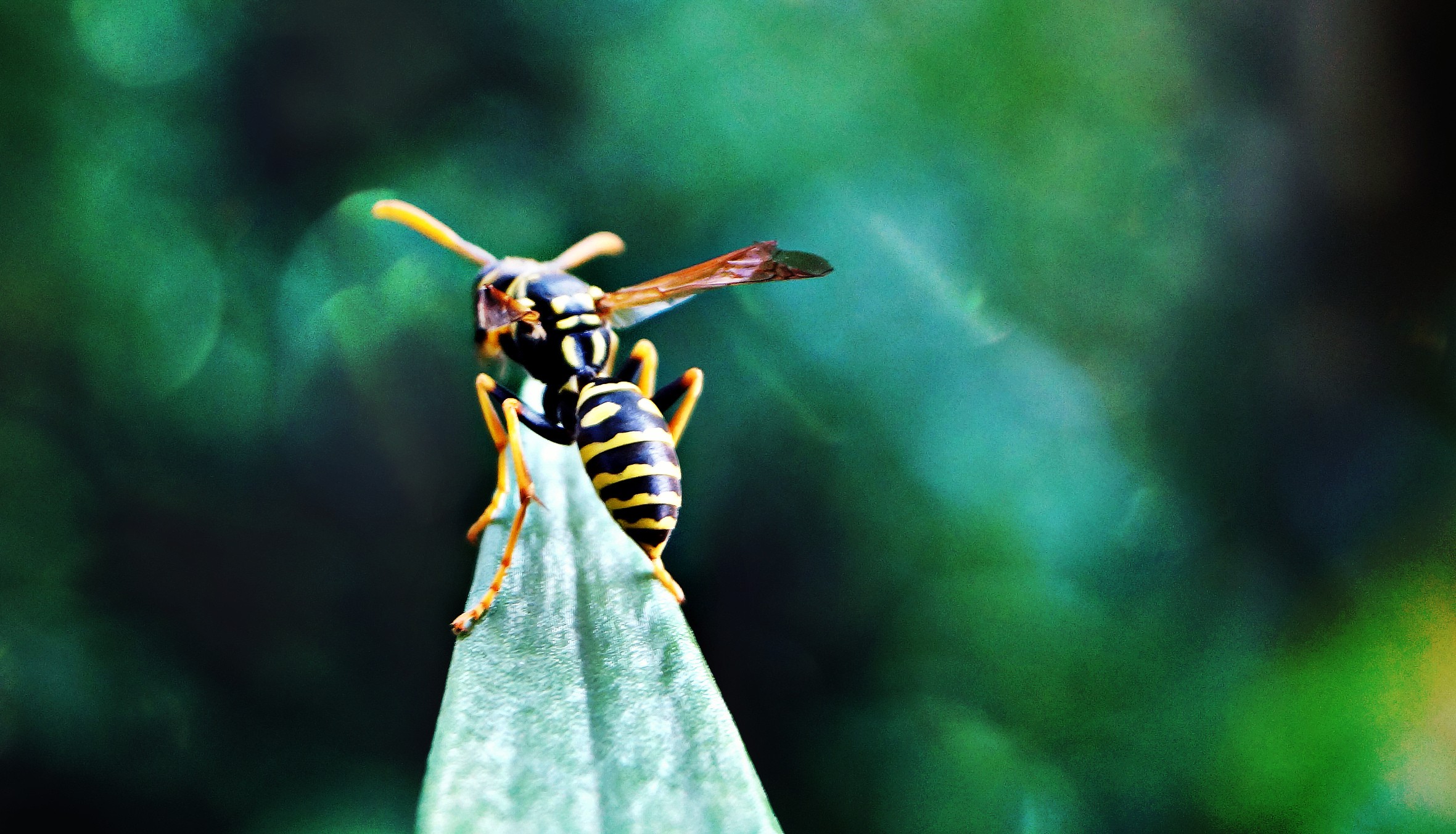 Wasps 2361x1353