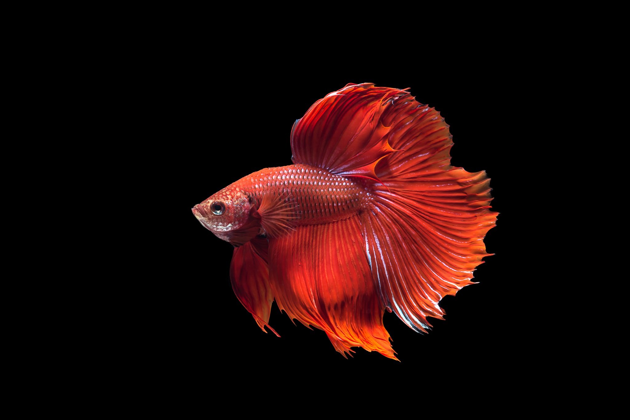 Siamese Fighting Fish 2048x1365