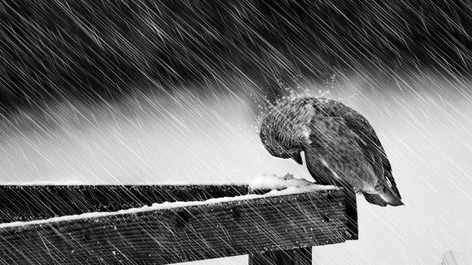 Birds Rain Snow Wood Give Up Screws Monochrome Animals 1600x900
