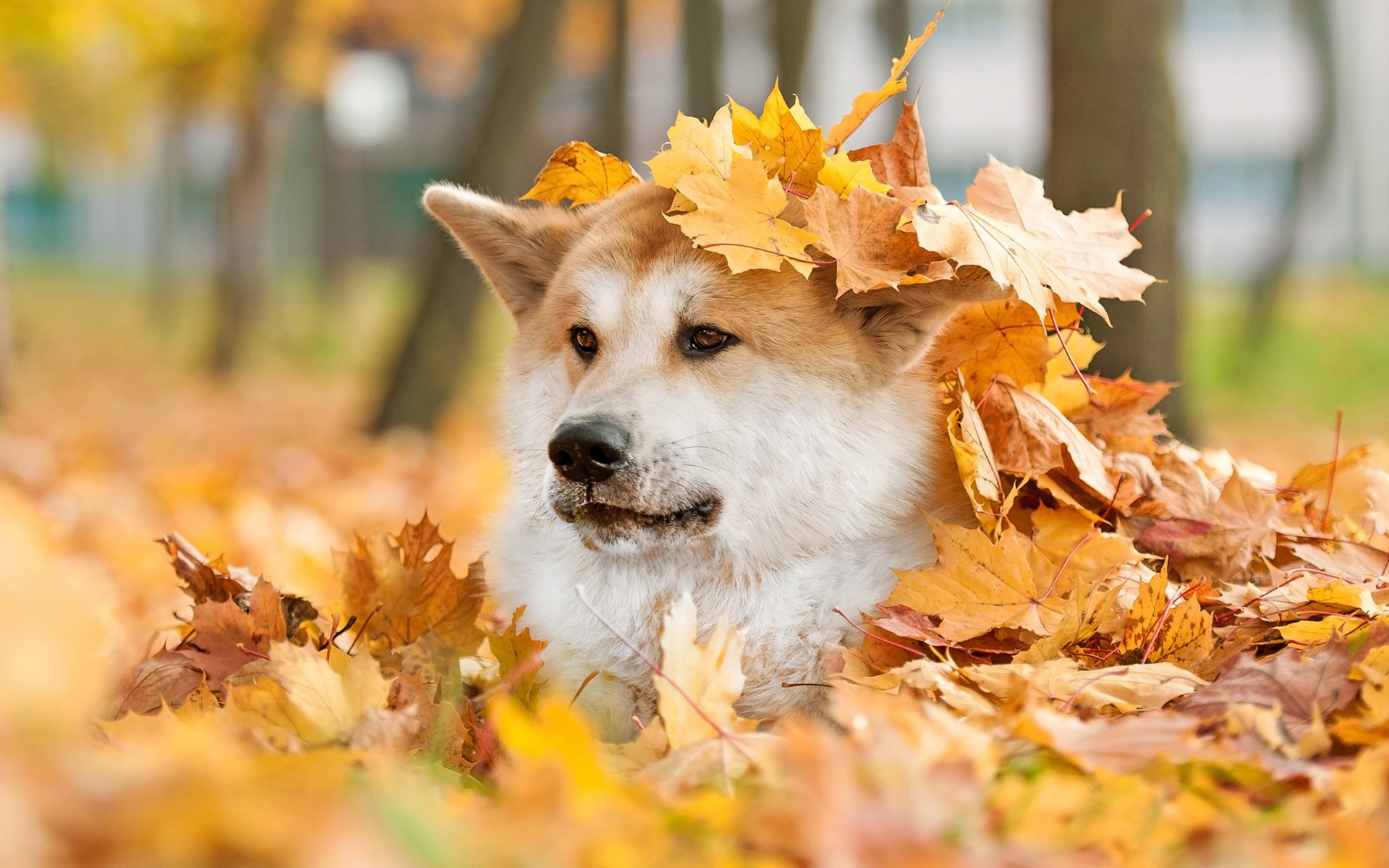 Dog Akita Fall Leaf 1920x1200
