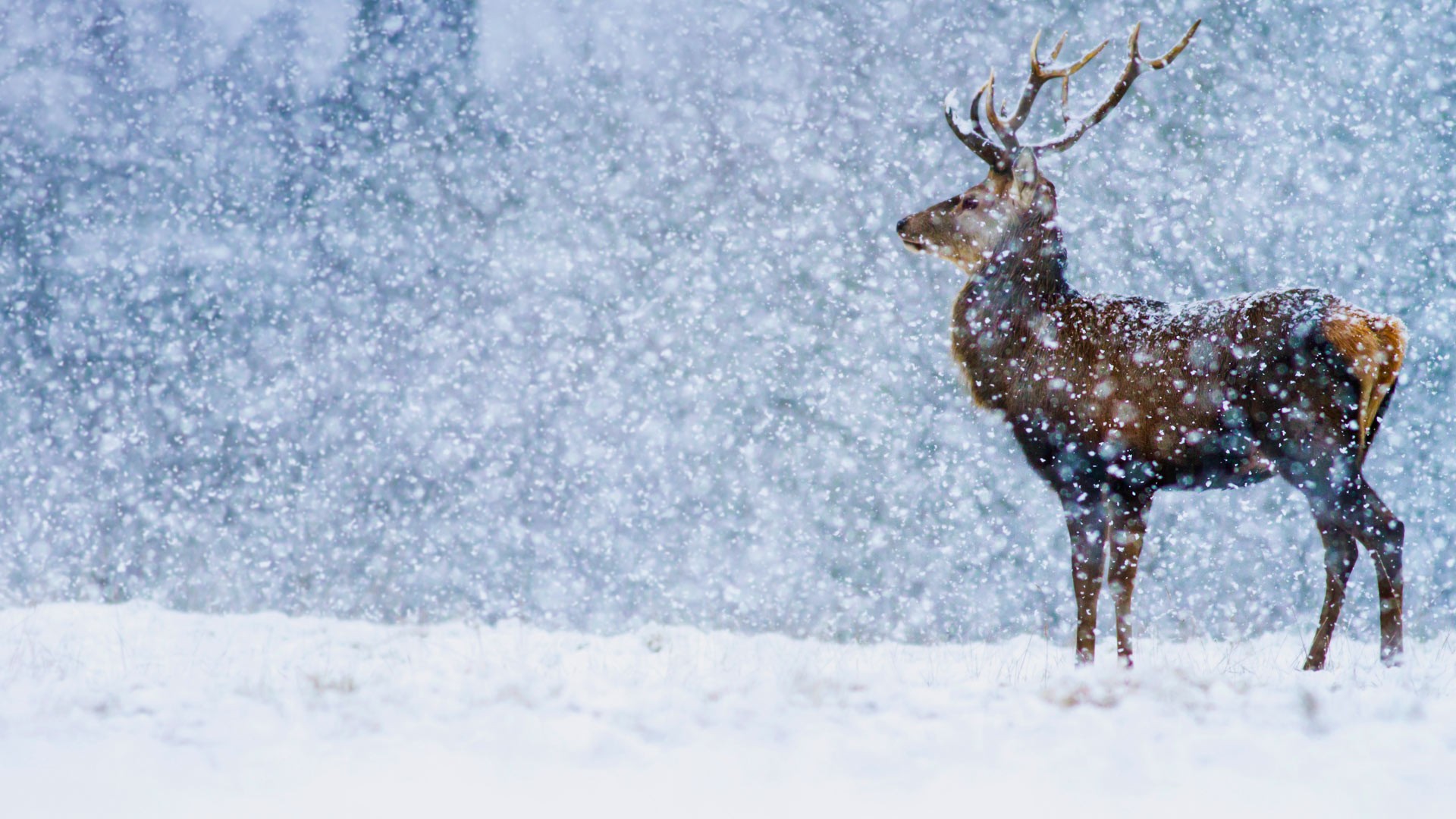 Nature Landscape Deer Snow Animals Mammals Snowing Winter Stags 1920x1080