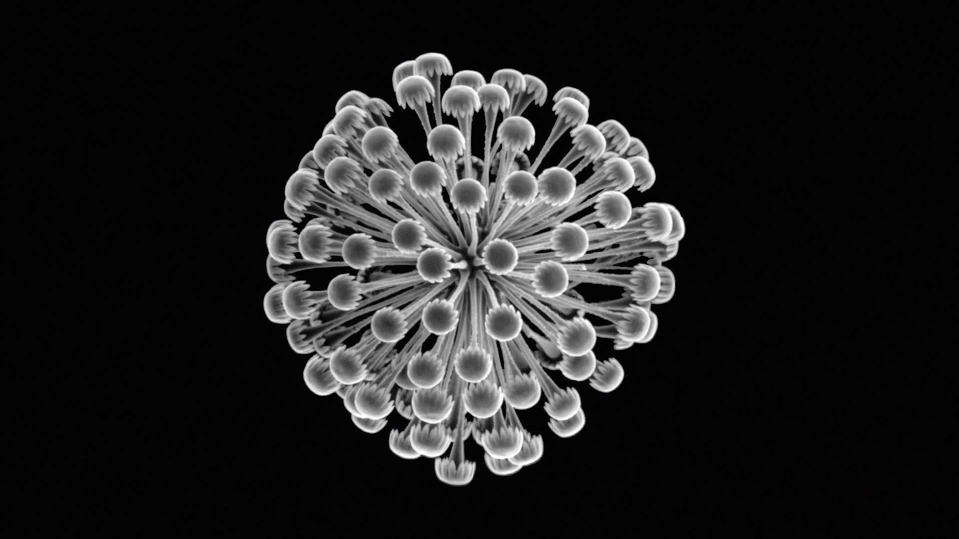 Monochrome Black Background Minimalism Underwater Plants Nature Deep Sea Sea Sponge 1920x1080