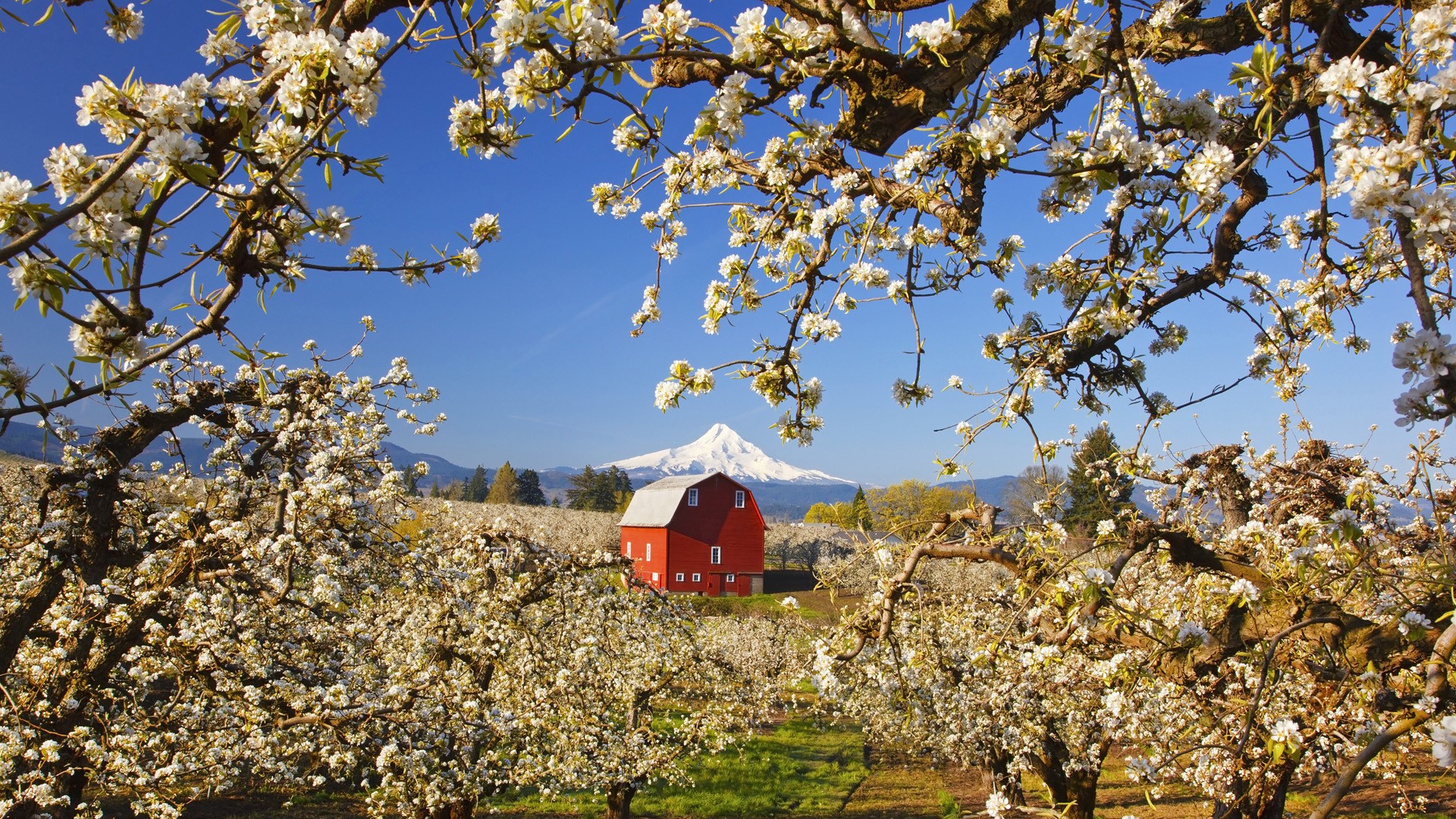 Nature Barn Blossoms Spring Orchards Landscape Snowy Mountain 1920x1080