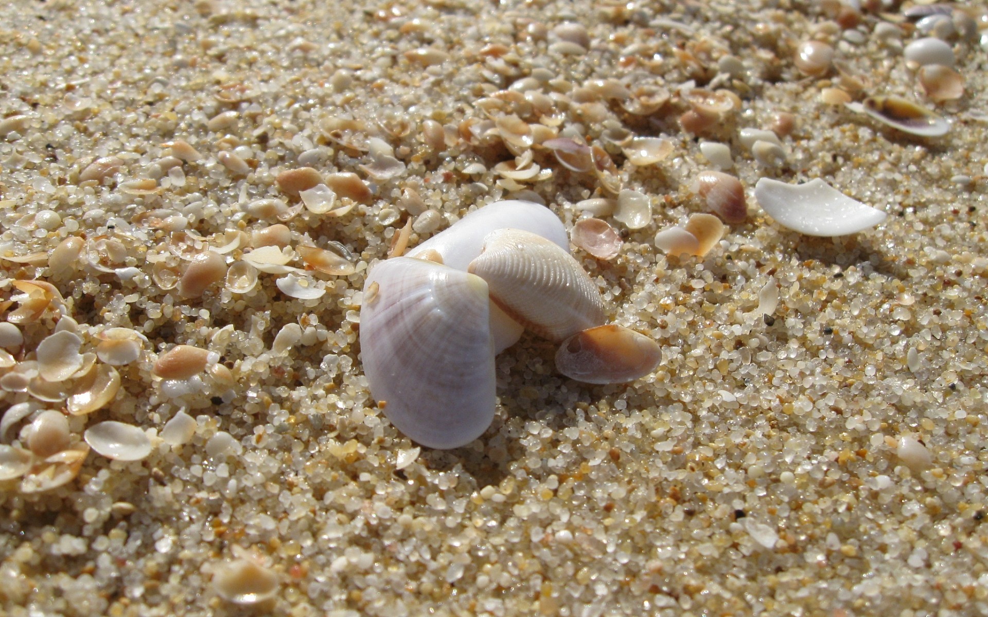 Seashells Sand Macro Nature 1920x1200
