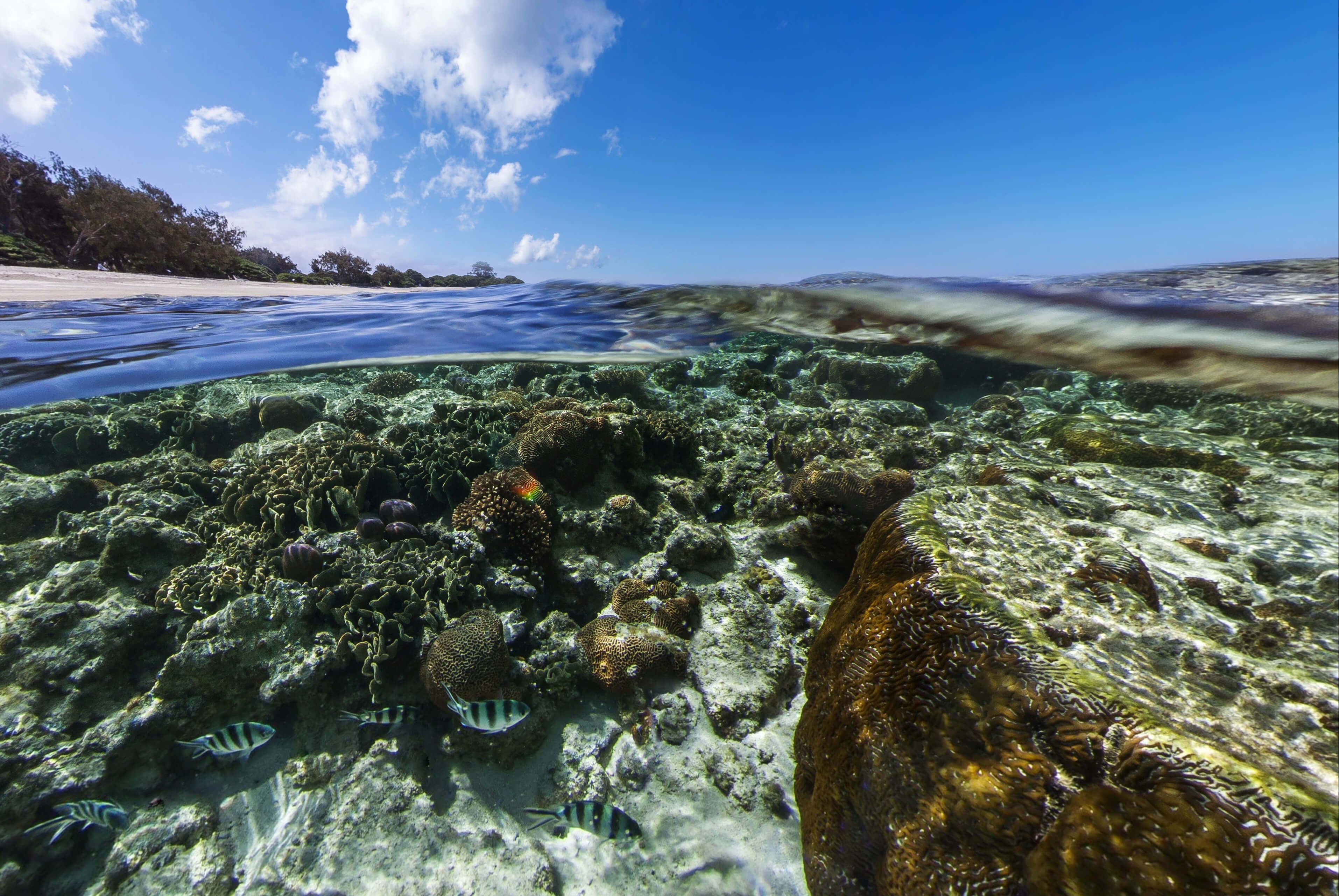 Landscape Sea Tropical Fish Underwater Tropical Fish 3827x2560