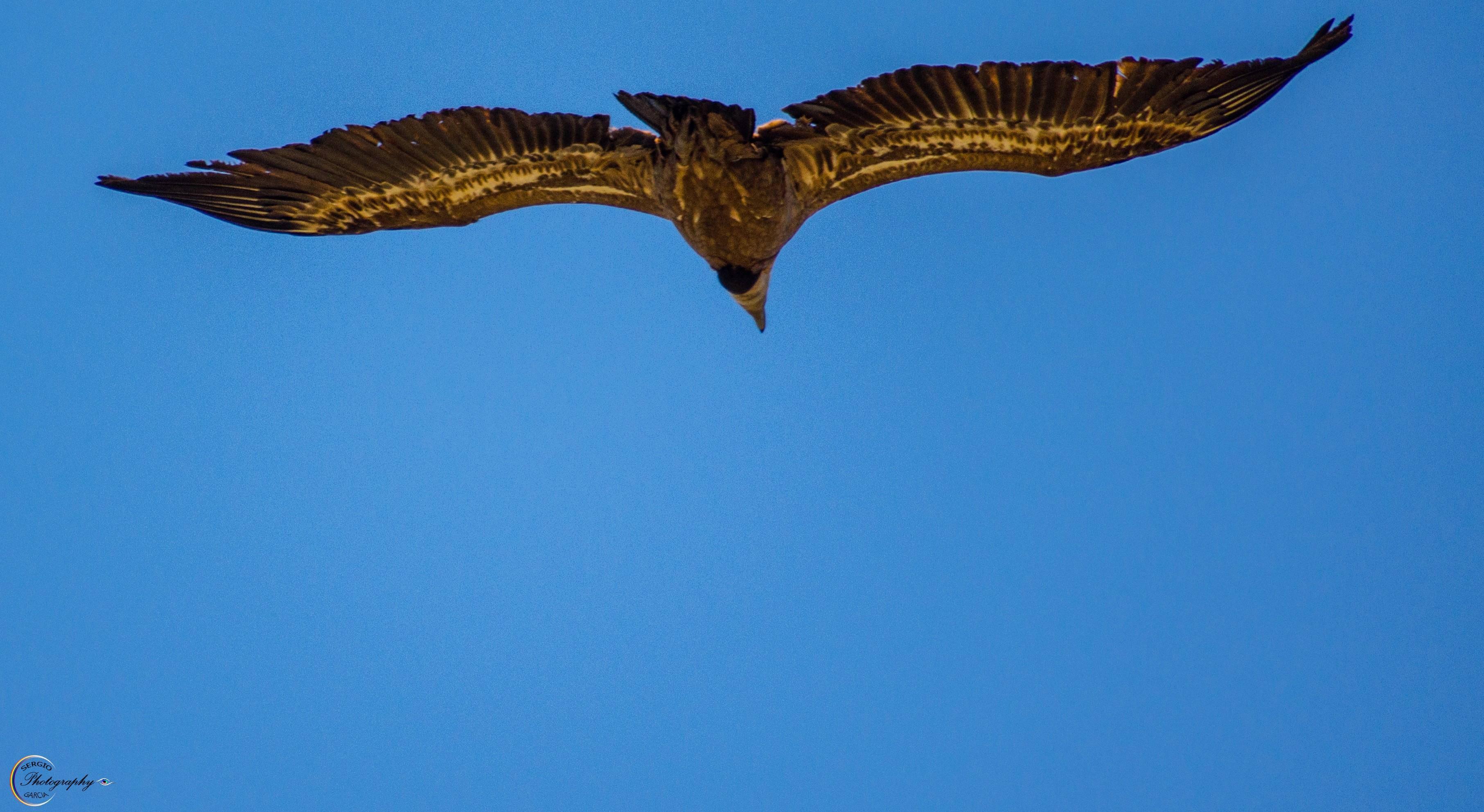 Fly Flying Nature Vultures Birds Wildlife Sky 3626x1985