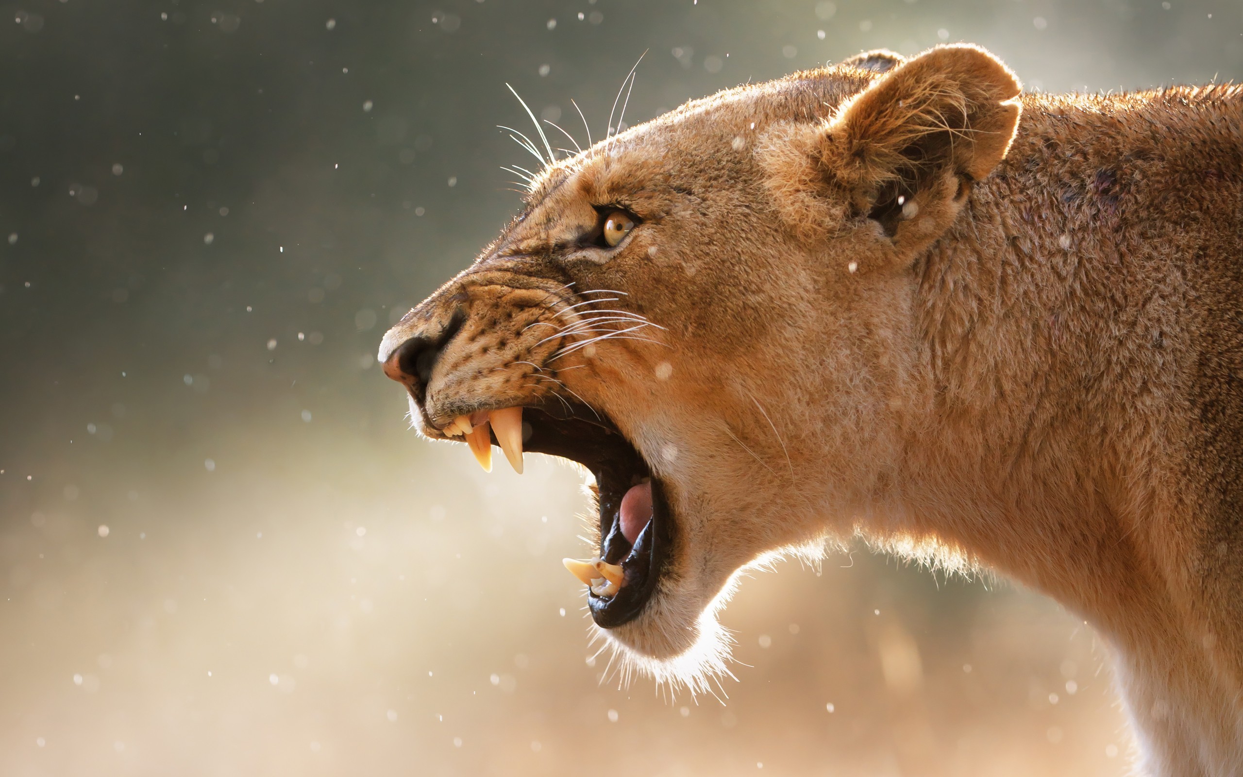 Animals Roar Big Cats Mammals Teeth Lion 2560x1600