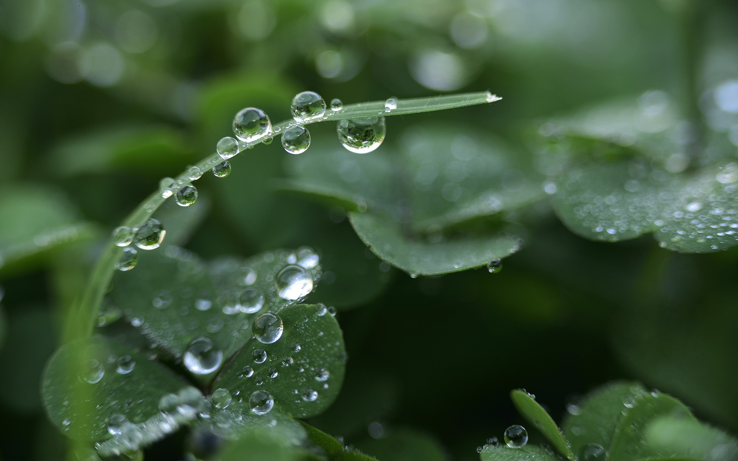 Nature Macro Leaf Green Blur Water Drop Dew Drop 2560x1600