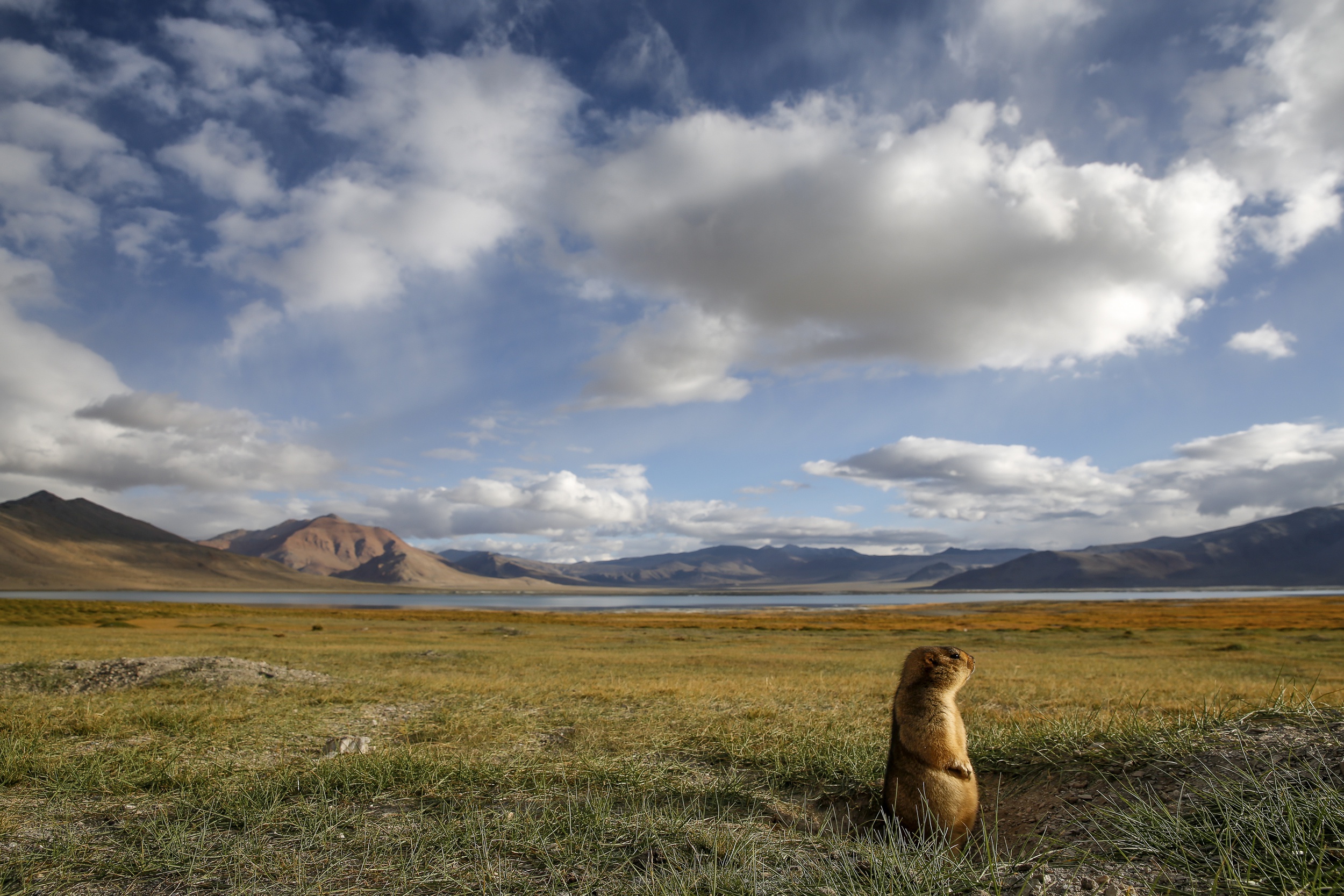 Marmot Rodent Wildlife Grass Cloud Landscape 2500x1667