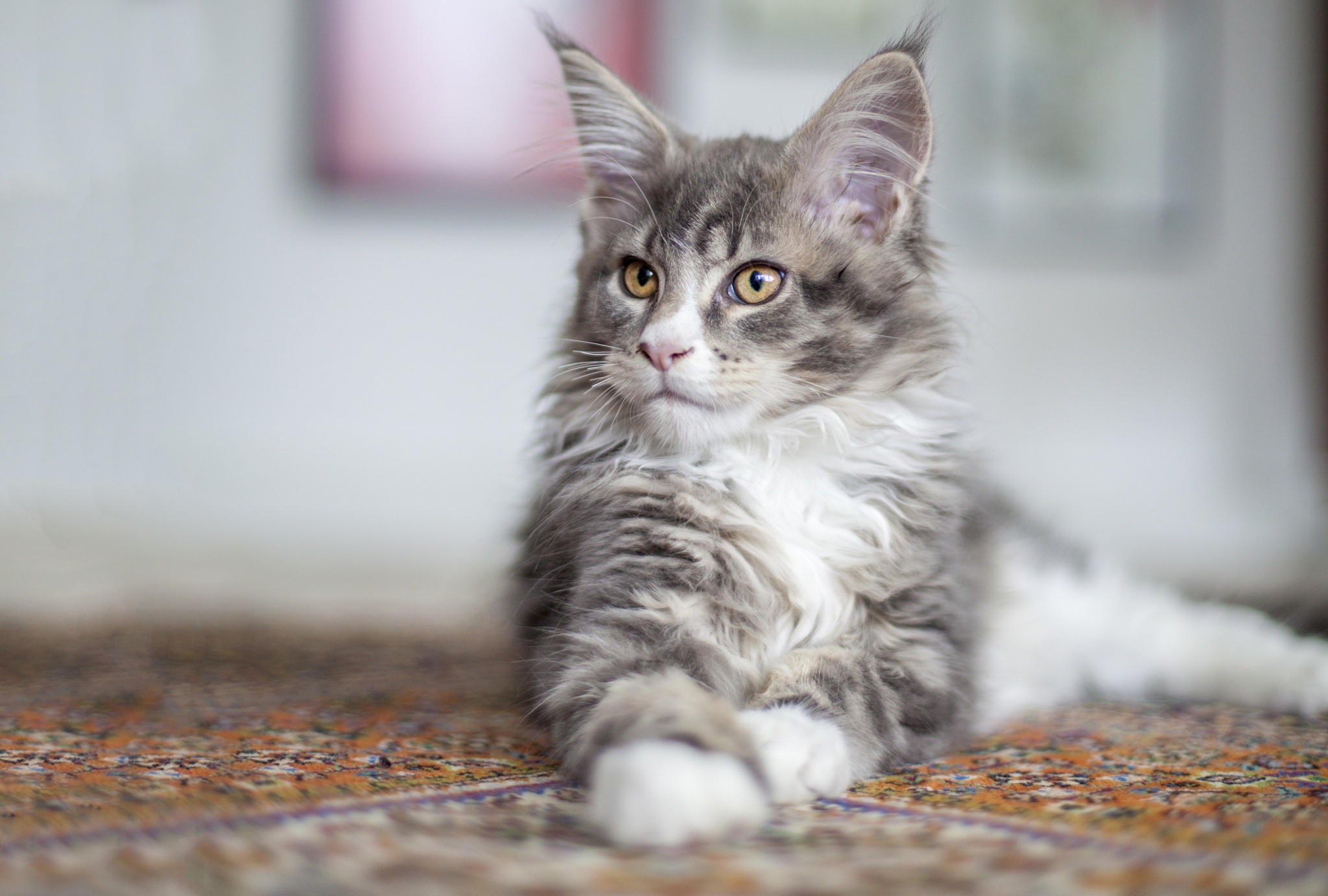 Cats Animals Maine Coon 2048x1383