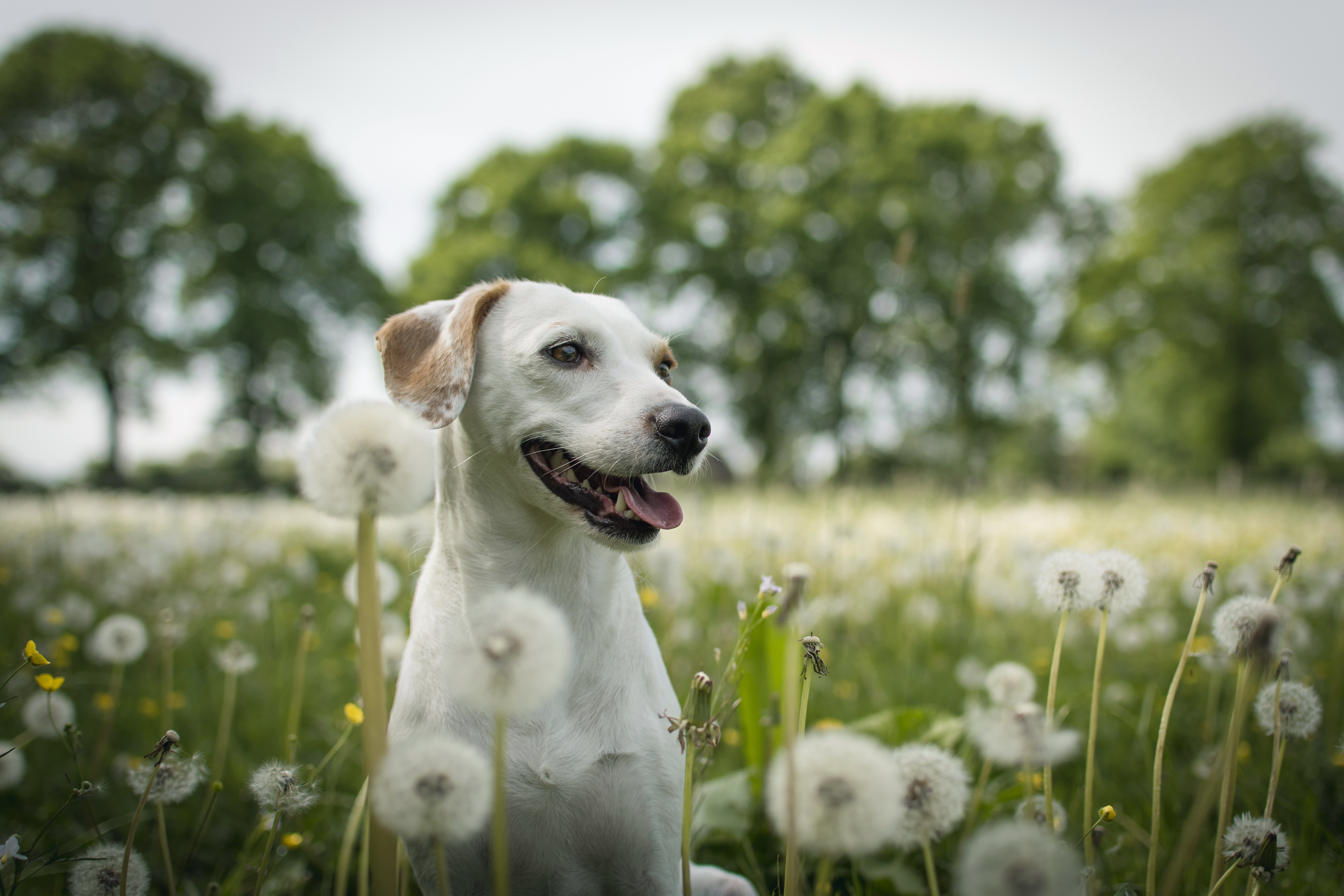 Labrador Dog Muzzle Depth Of Field Dandelion Summer Field Bokeh 6000x4000