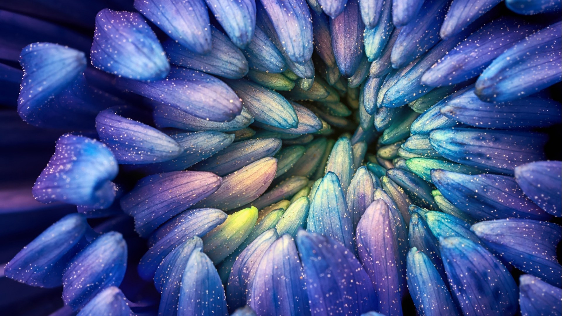 Abstract Colorful Photography Flowers Macro Petals Pollen Blue 1920x1080