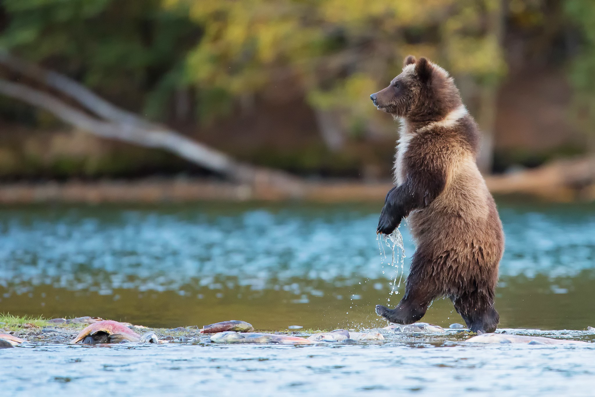 Bears Nature Animals River Baby Animals Grizzly Bears Grizzly Bear 2048x1367