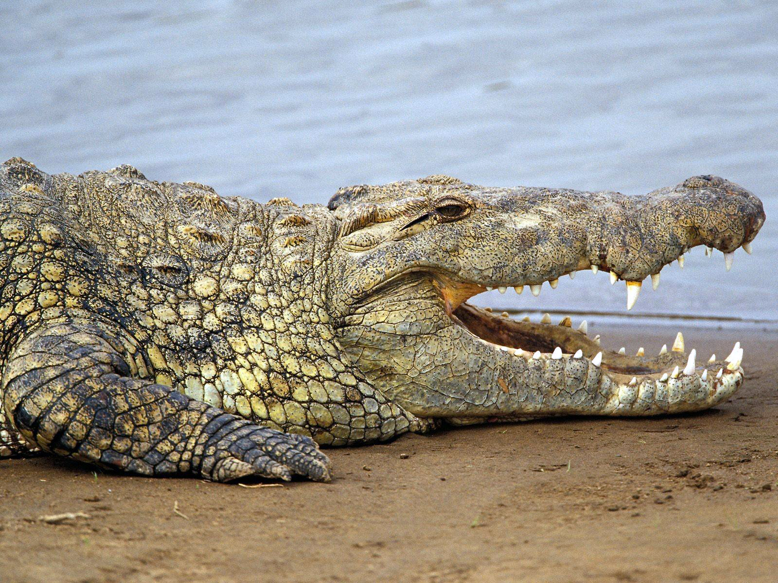 Animal Alligator 1600x1200