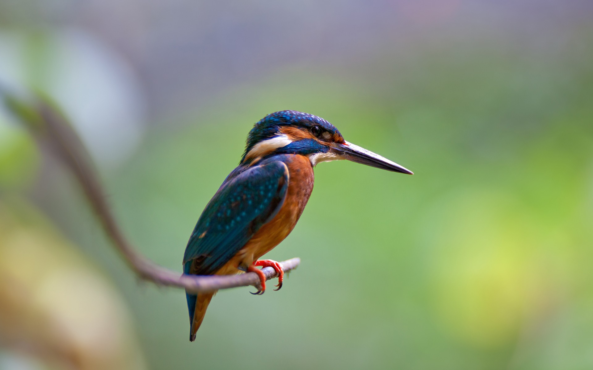 Birds Kingfisher Nature Branch Animals Simple Background 1920x1200