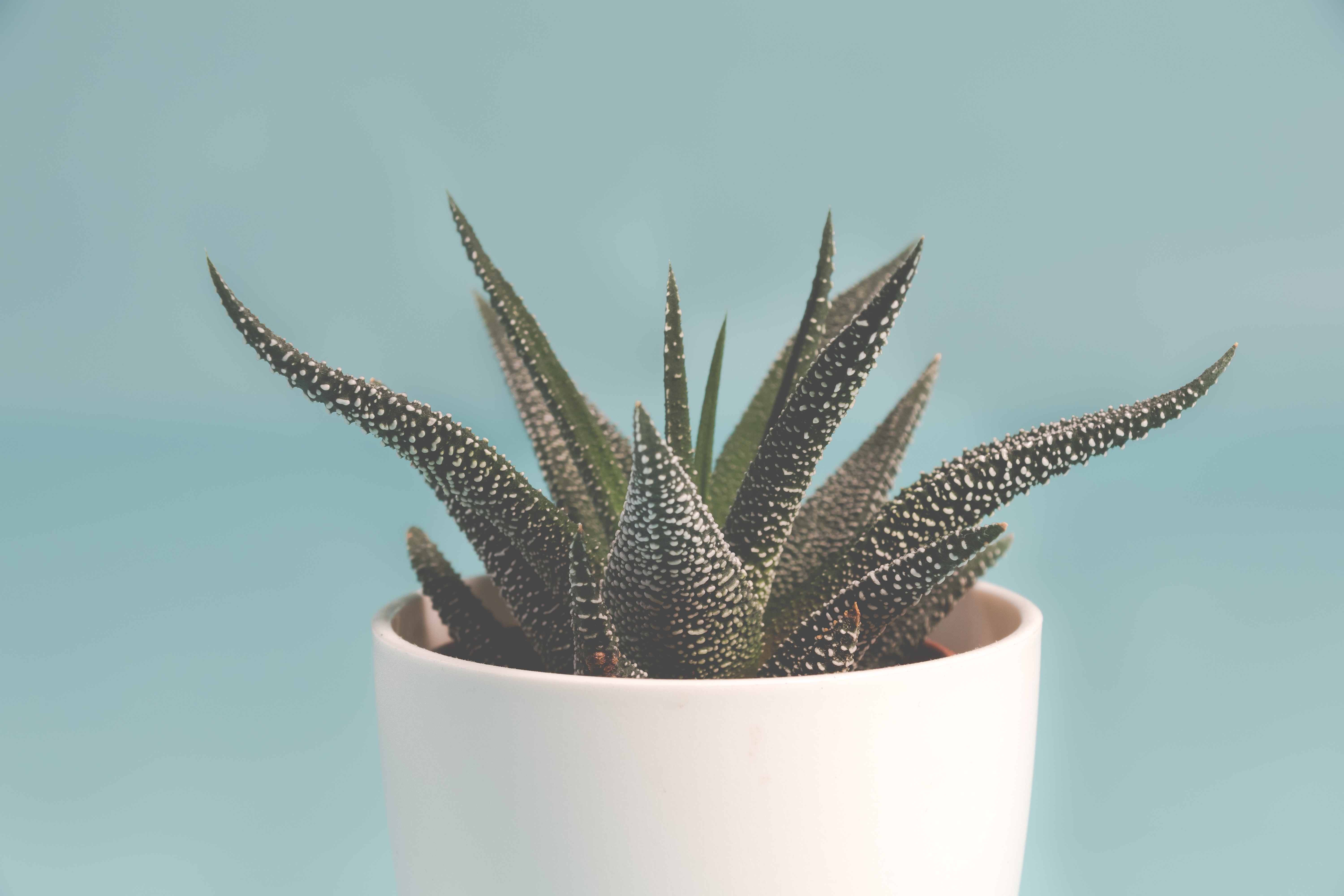 Aloe Vera Plants Minimalism Succulent 6000x4000