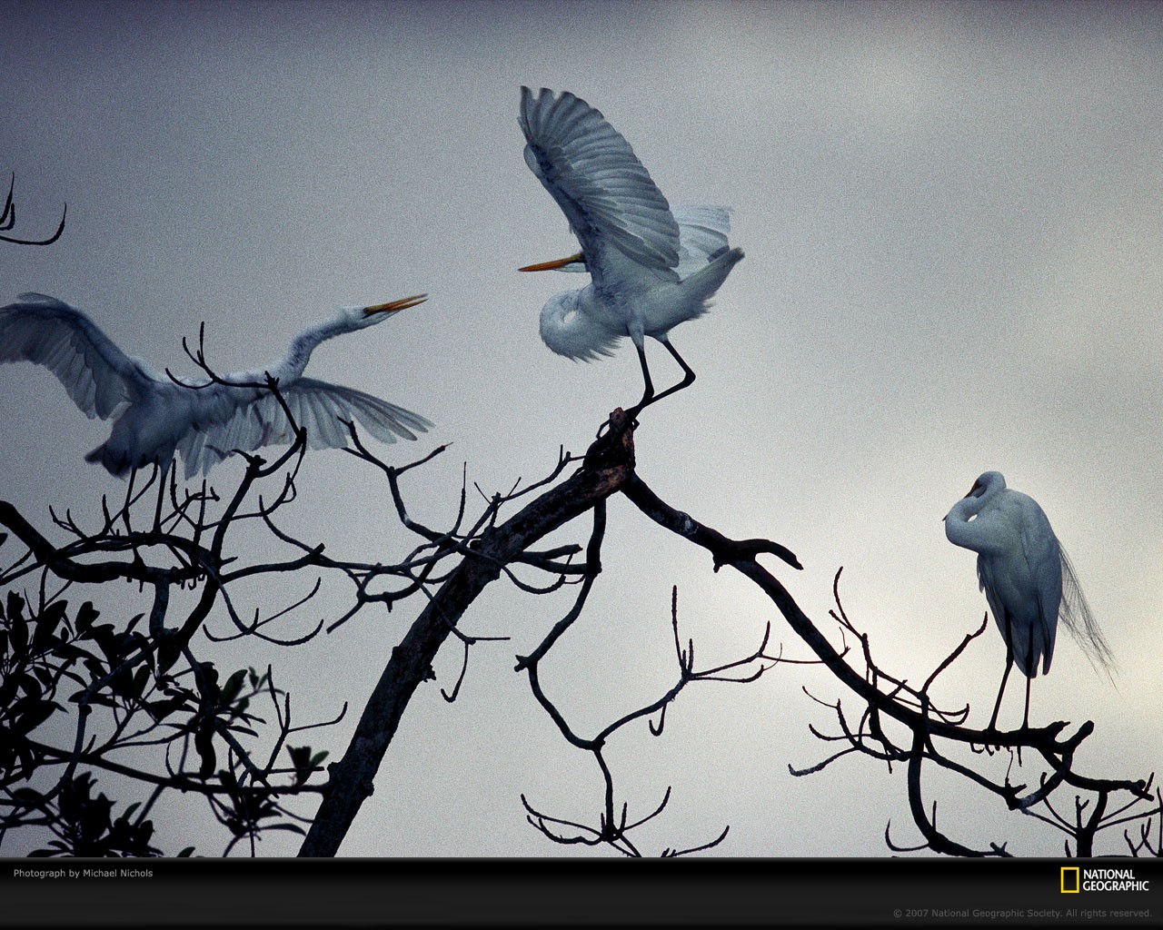 National Geographic Cranes Bird Birds Branch Animals 1280x1024