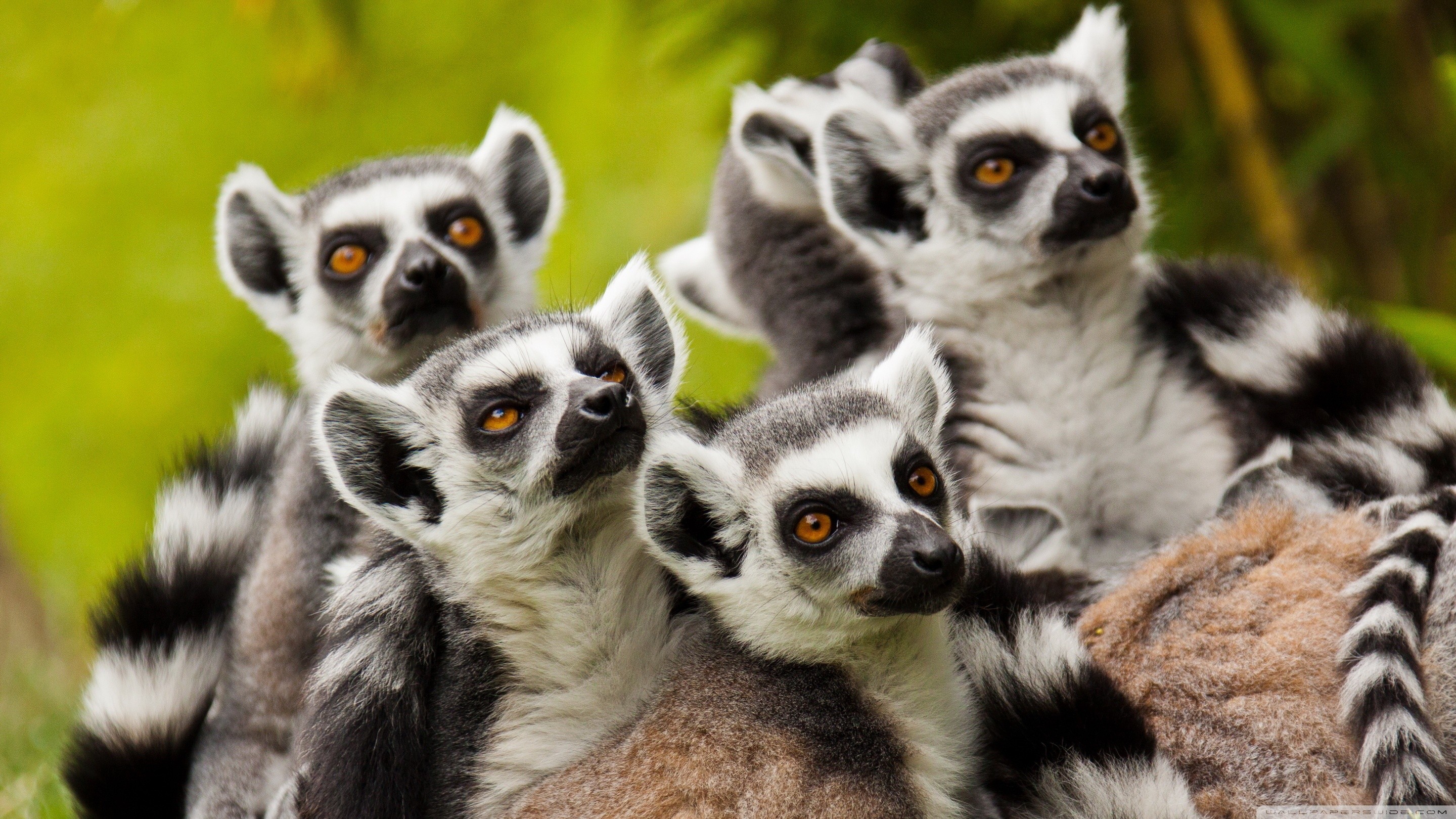 Animals Lemurs Wildlife Mammals 2880x1620