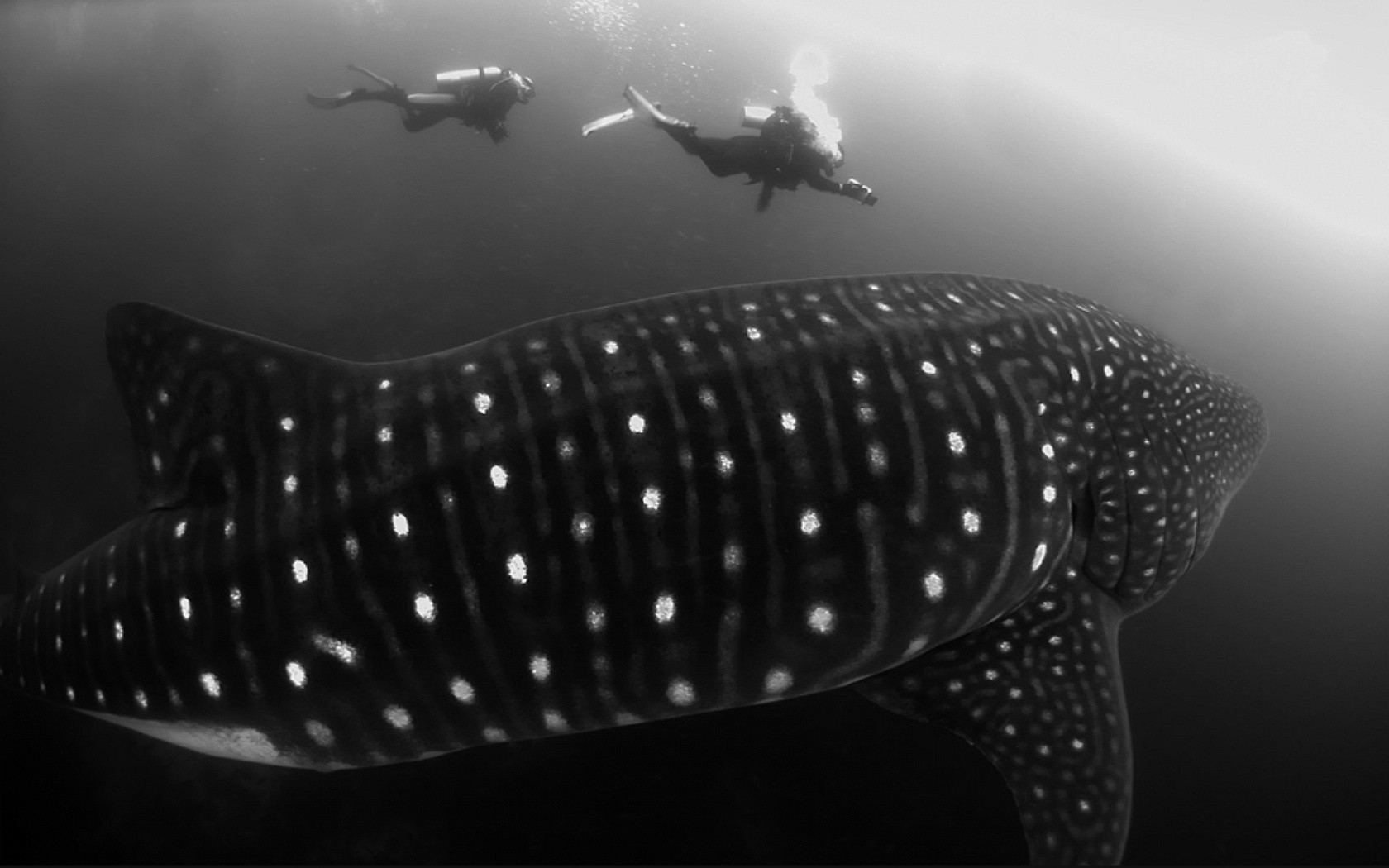 Shark Animals Divers Monochrome Underwater Dots Wildlife 1680x1050