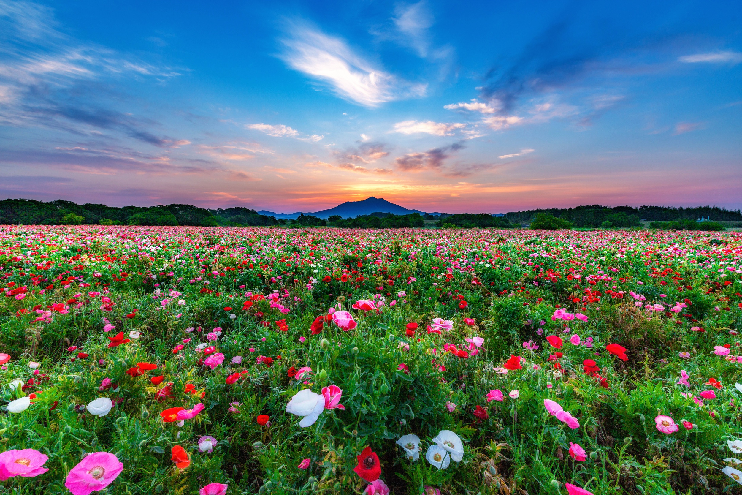 Meadow Nature Landscape Flower Pink Flower Red Flower White Flower 2500x1667