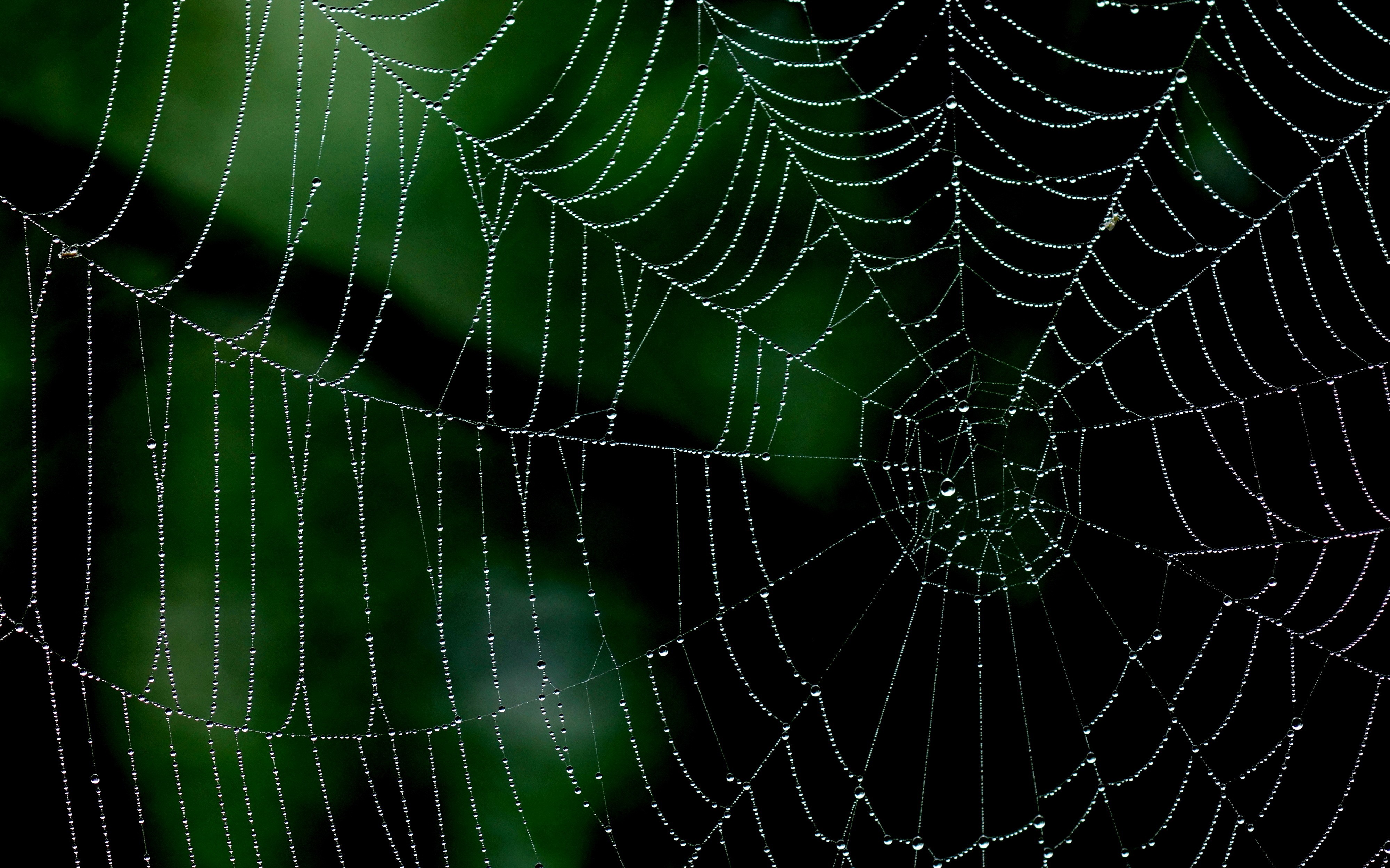 Spiderwebs Minimalism Nature Closeup Macro Nets Green Dew 4000x2500