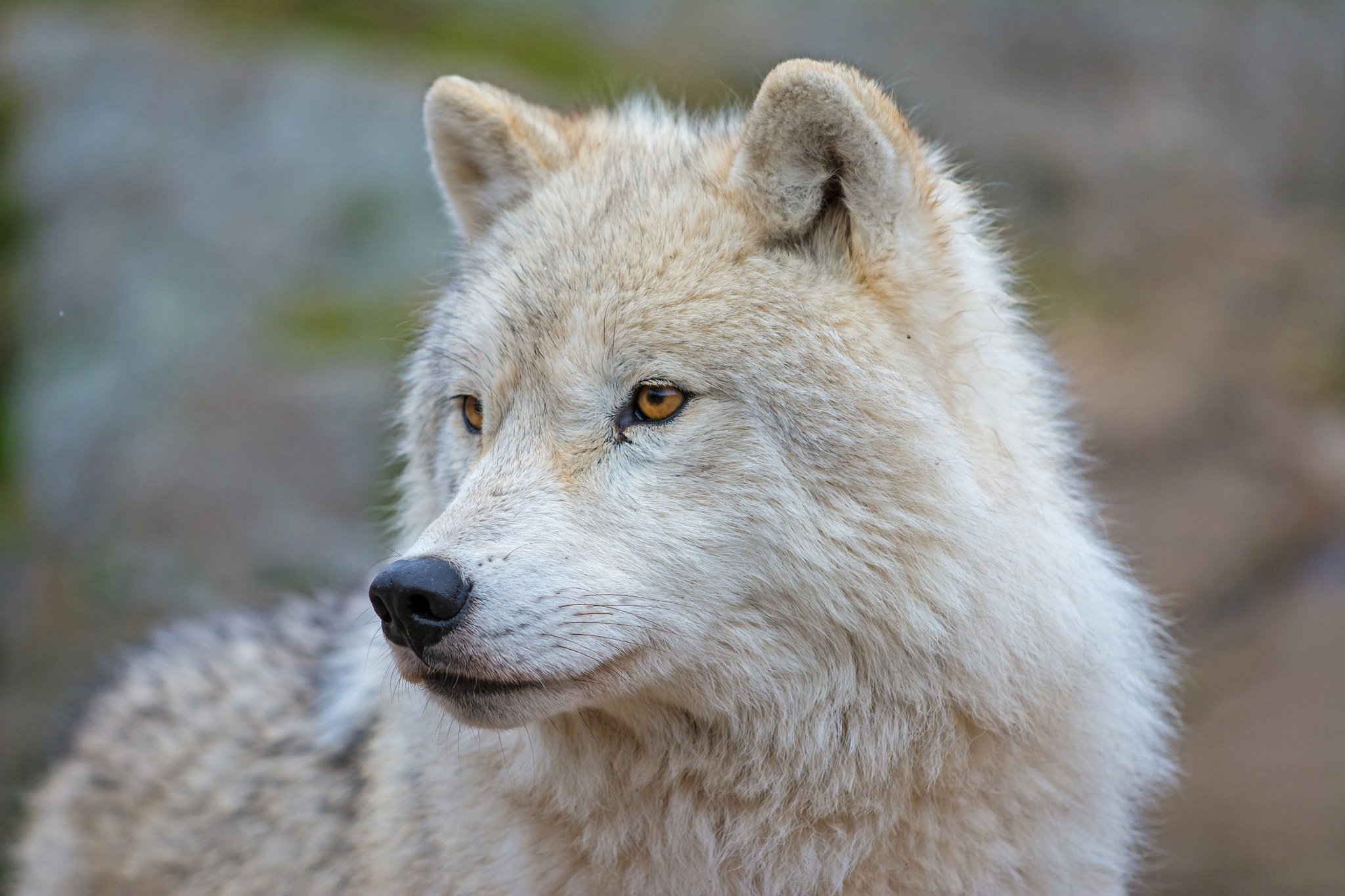 Wolf Predator Animal Wildlife Muzzle Arctic Wolf 2048x1365
