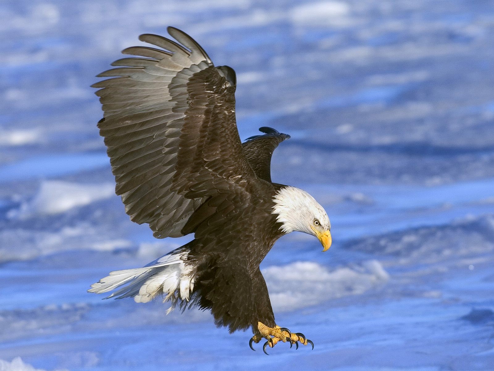 Eagle Wings Sea Attack Birds Bald Eagle 1600x1200
