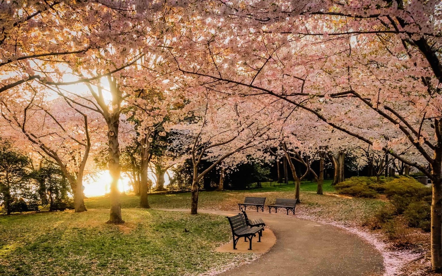 Nature Landscape Park Lawns Bench Trees Sunset Cherry Blossom Flowers Path Pink 1500x938