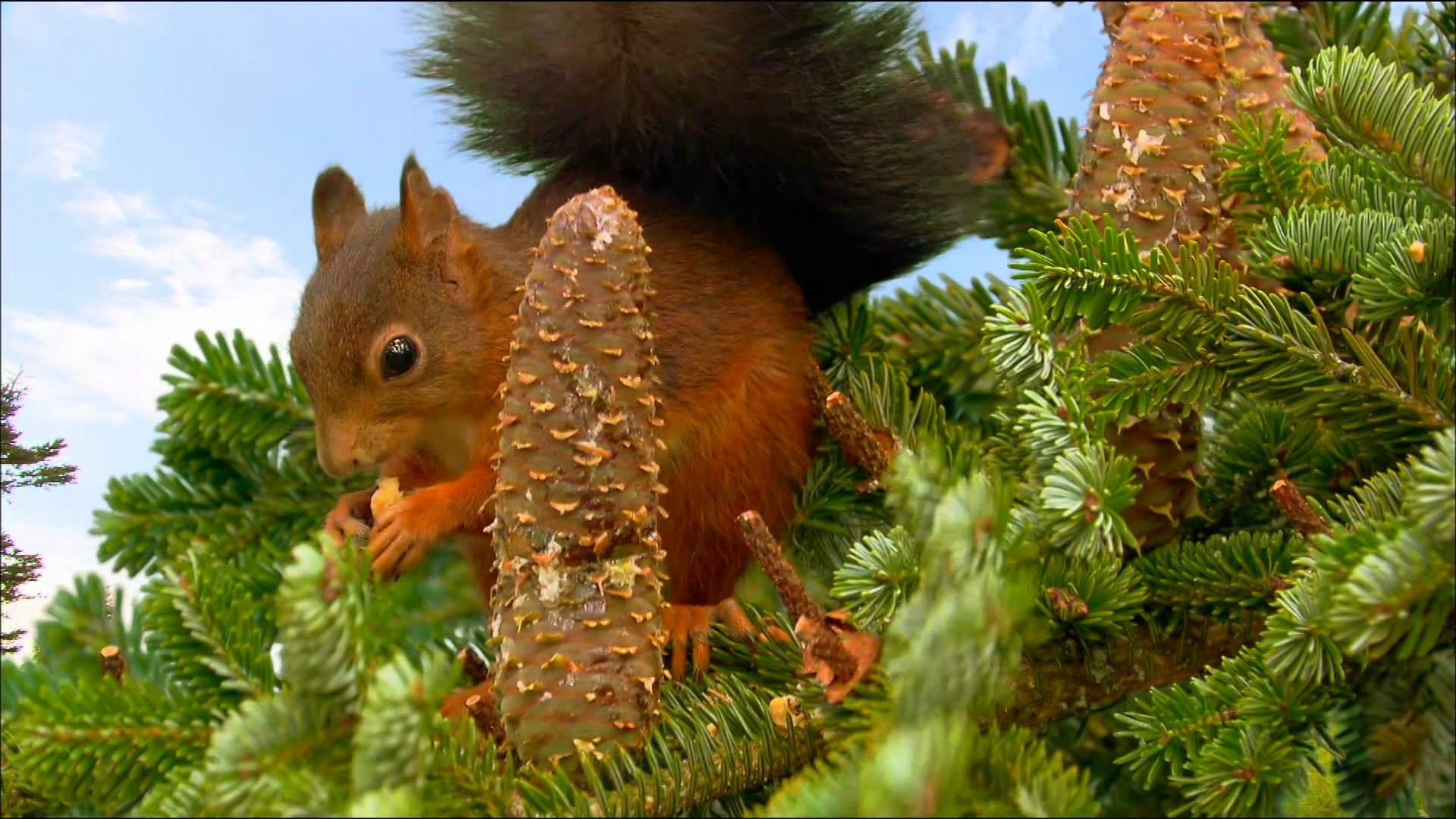 Animals Squirrel Cones Conifer Sciuridae 1920x1080