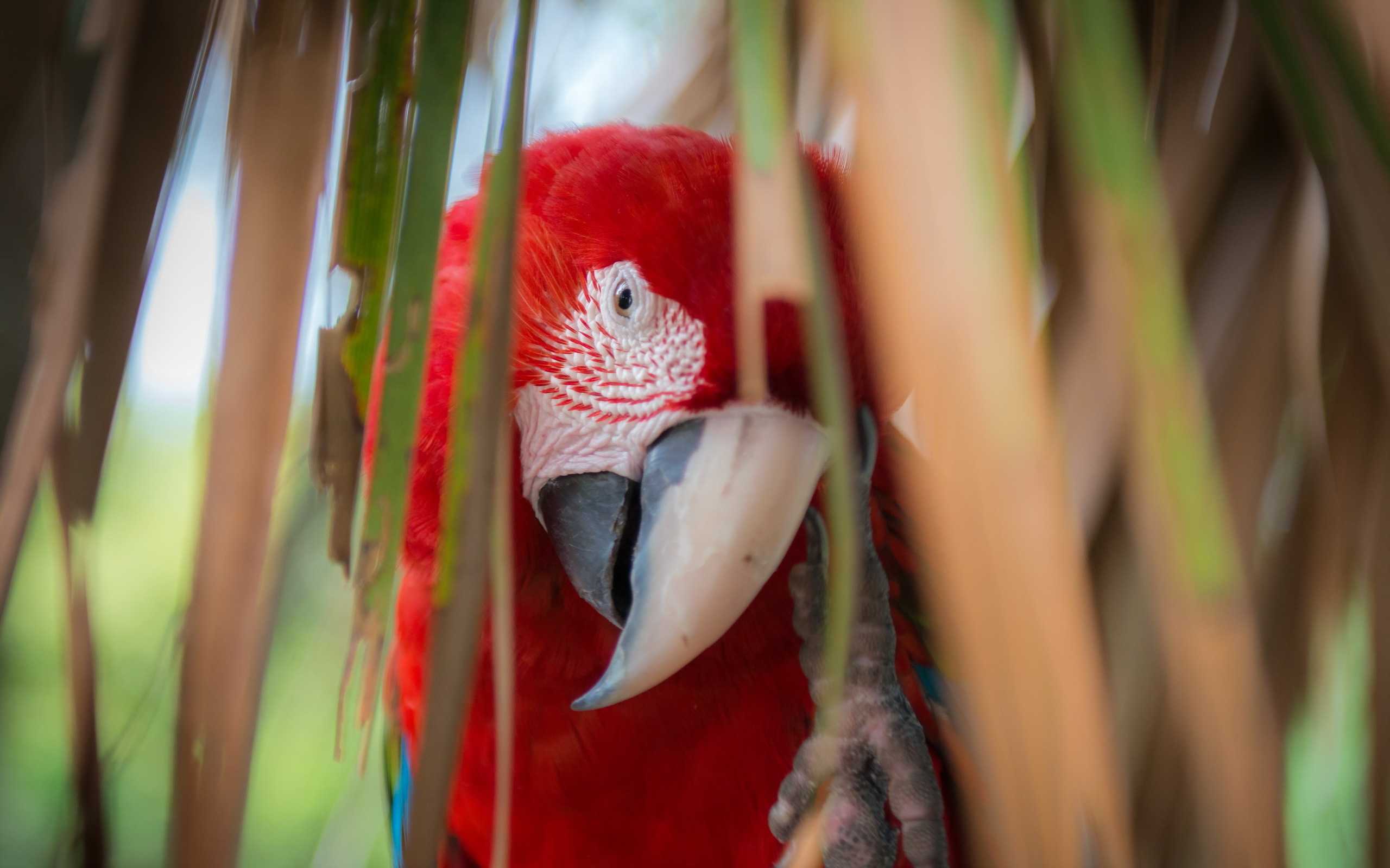 Animal Red And Green Macaw 2560x1600