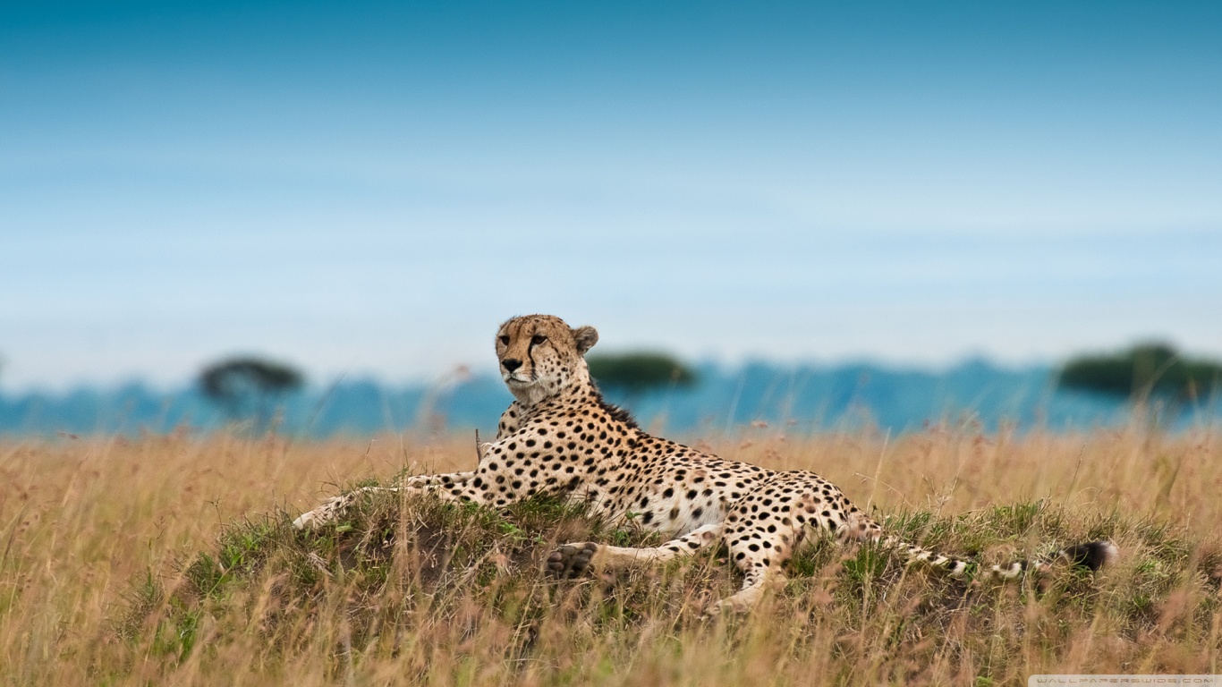 Cheetah 1366x768