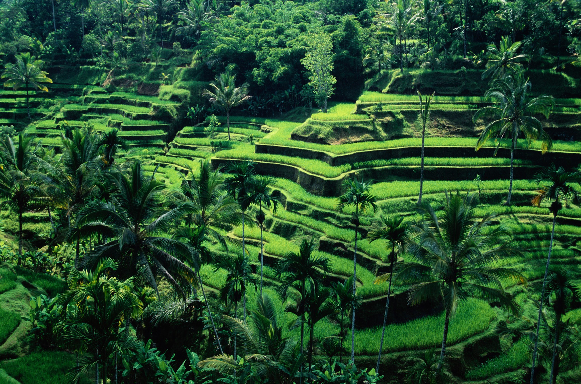 Nature Terraced Field Asia Palm Trees Rice Fields 2311x1526