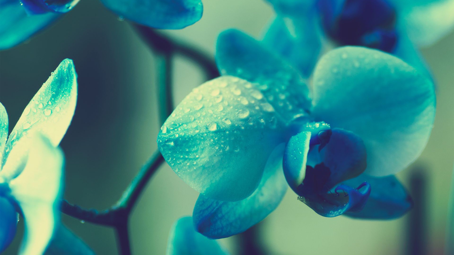 Flowers Blue Plants Macro Orchids Blue Flowers Water Drops Turquoise Filter 1920x1080