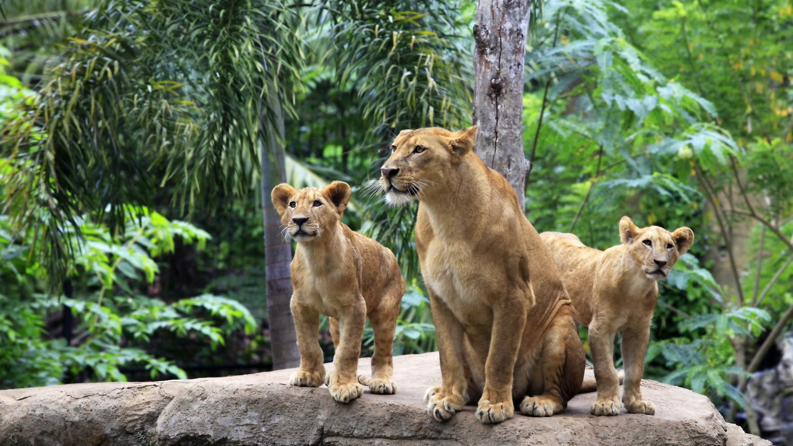 Jungle Animals Lion Big Cats 2560x1440