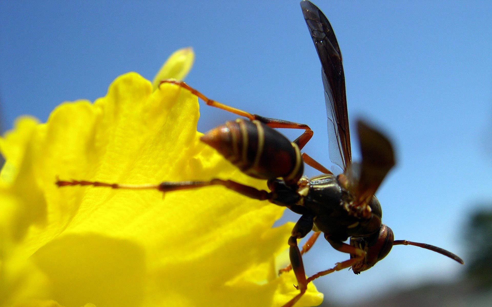 Wasps Flowers Insect Macro 1920x1200