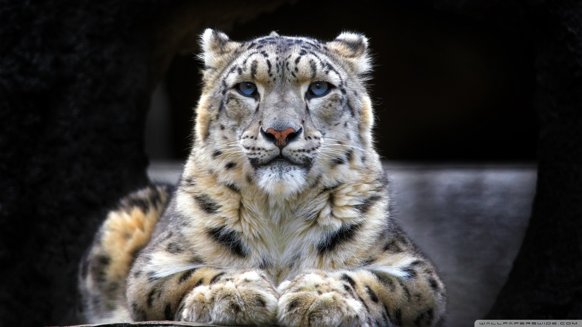 Snow Leopards Big Cats Animals Leopard Animal Frontal View 1920x1080