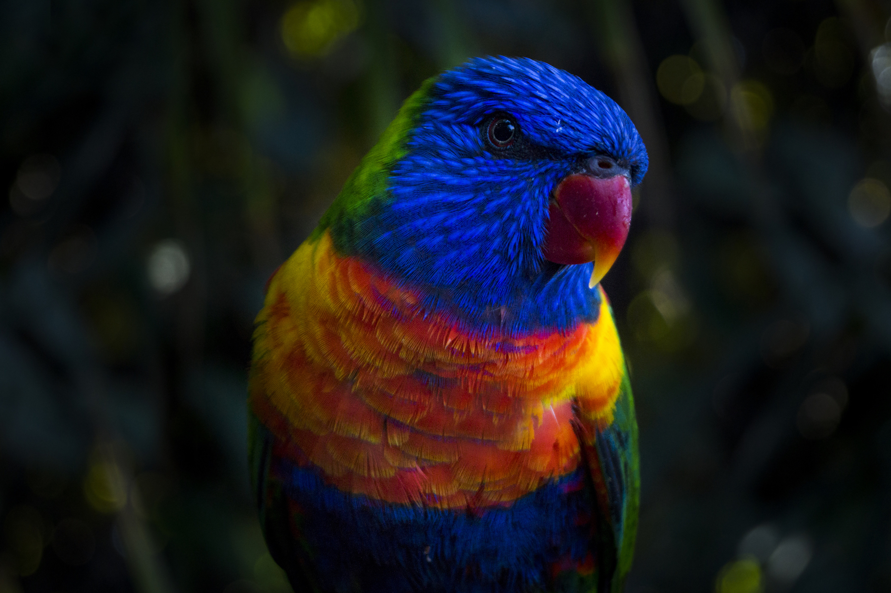 Rainbow Lorikeet Bird Wildlife Colors Parrot 2850x1897