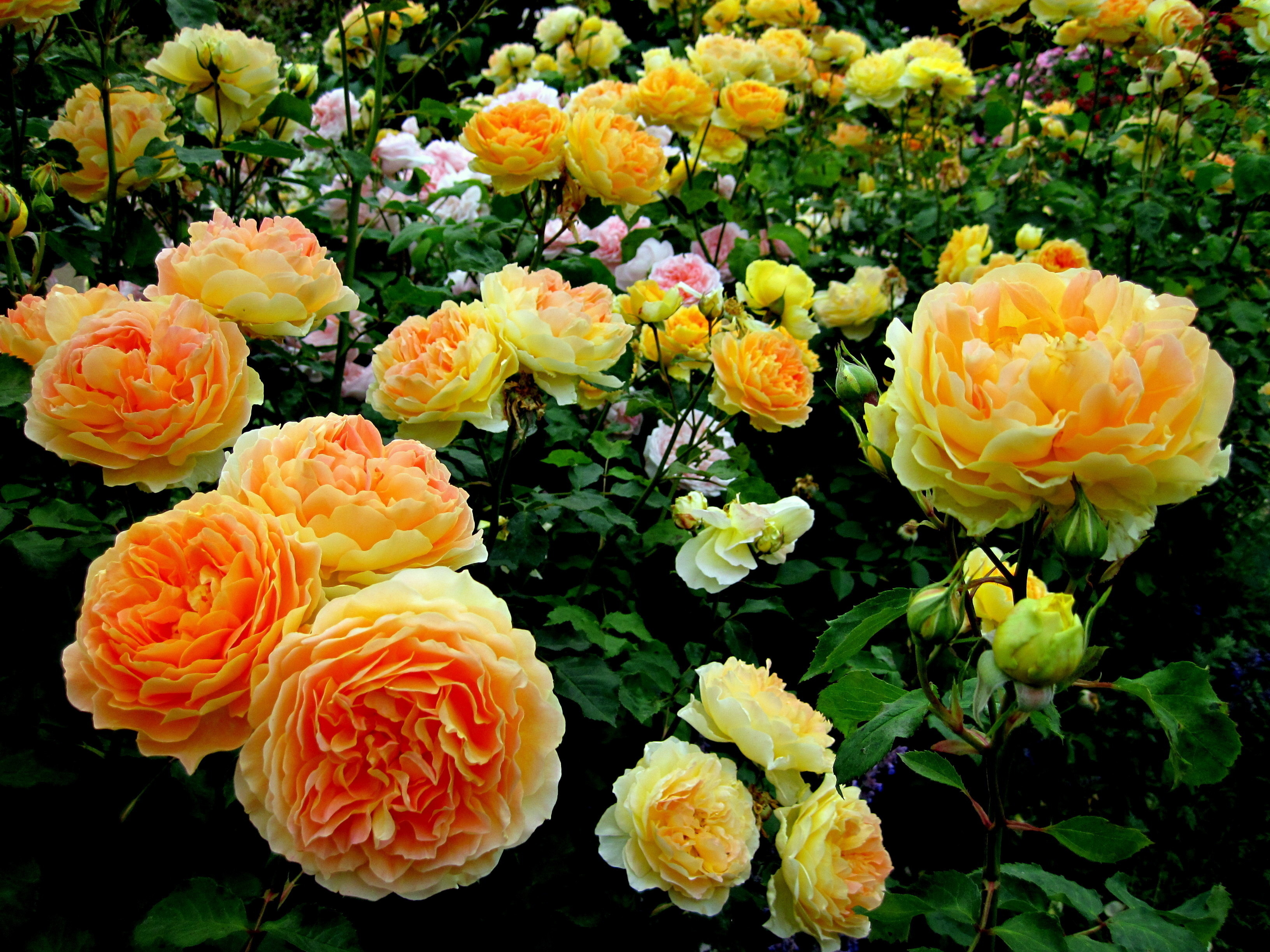Garden Close Up Yellow Flower Shrub Flower Rose 3264x2448