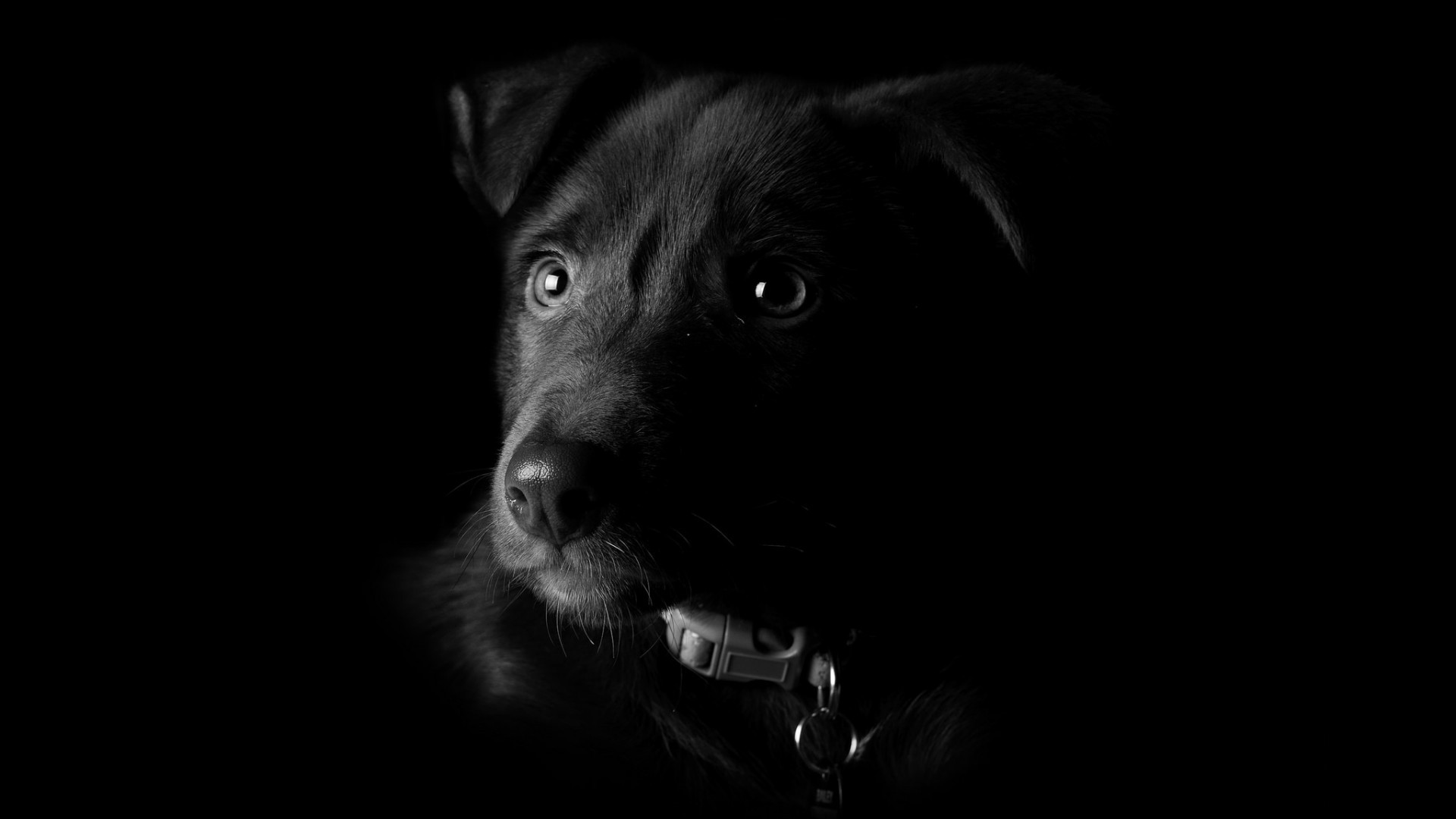 Nature Animals Dog Artwork Photography Monochrome Portrait Black Background Muzzles Lights Eyes Blac 1920x1080