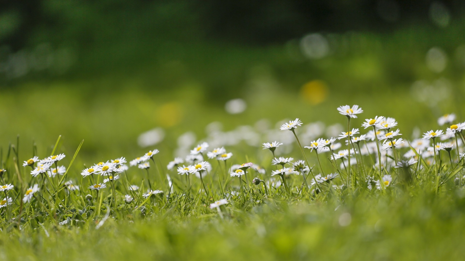 Flowers Matricaria White Flowers Outdoors Nature 1920x1080