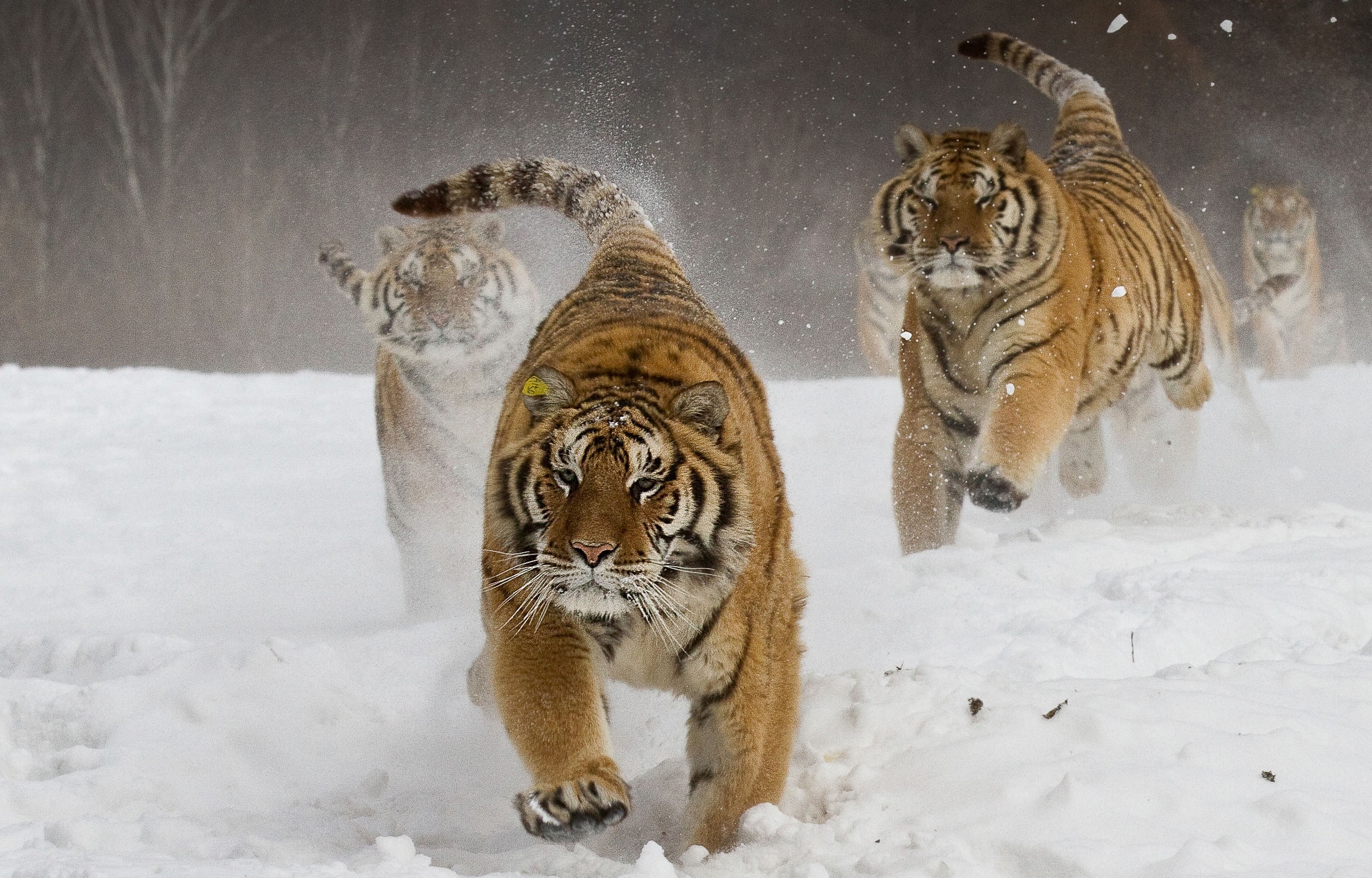 Nature Landscape Siberian Tiger Running Animals Big Cats Winter Snow 2500x1600