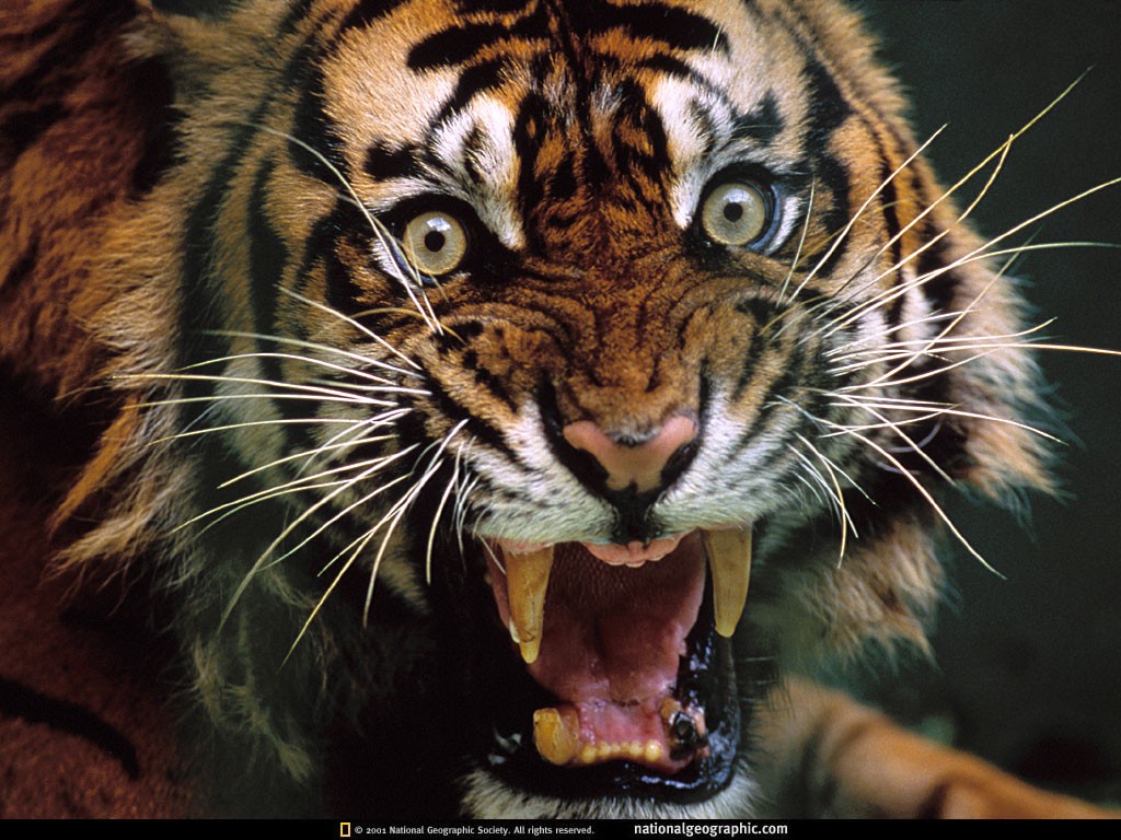 Animals Tiger Big Cats 2001 Year 1024x768