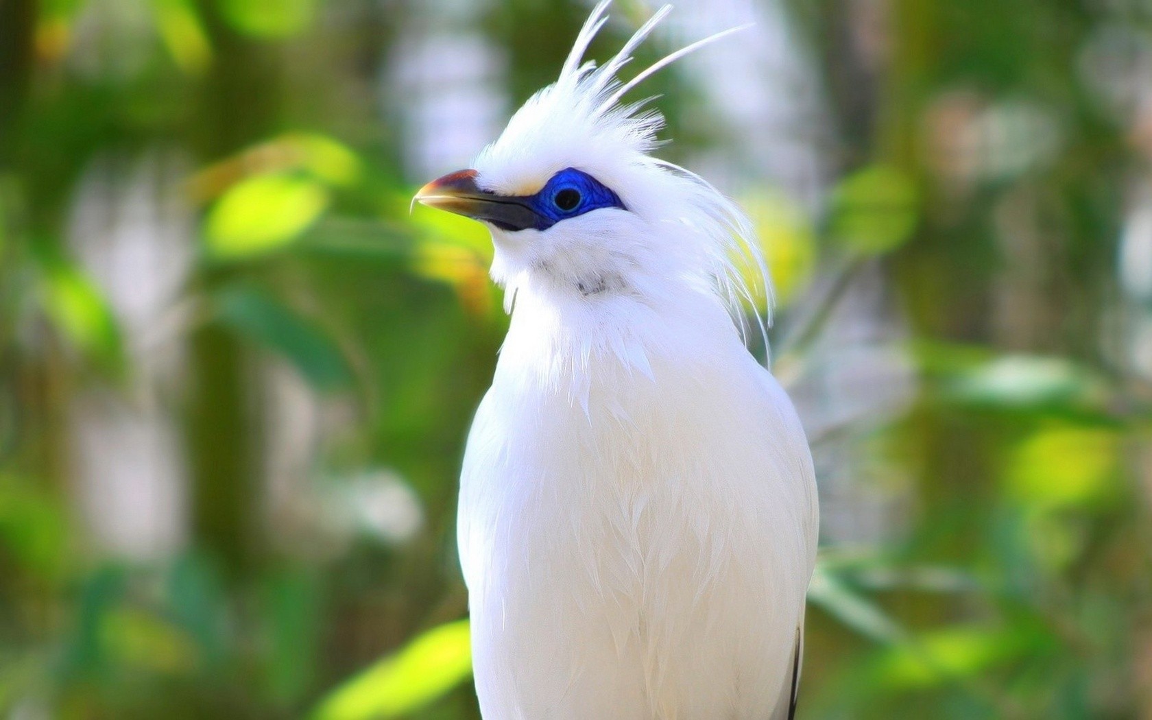 Birds Bali Starling 1680x1050