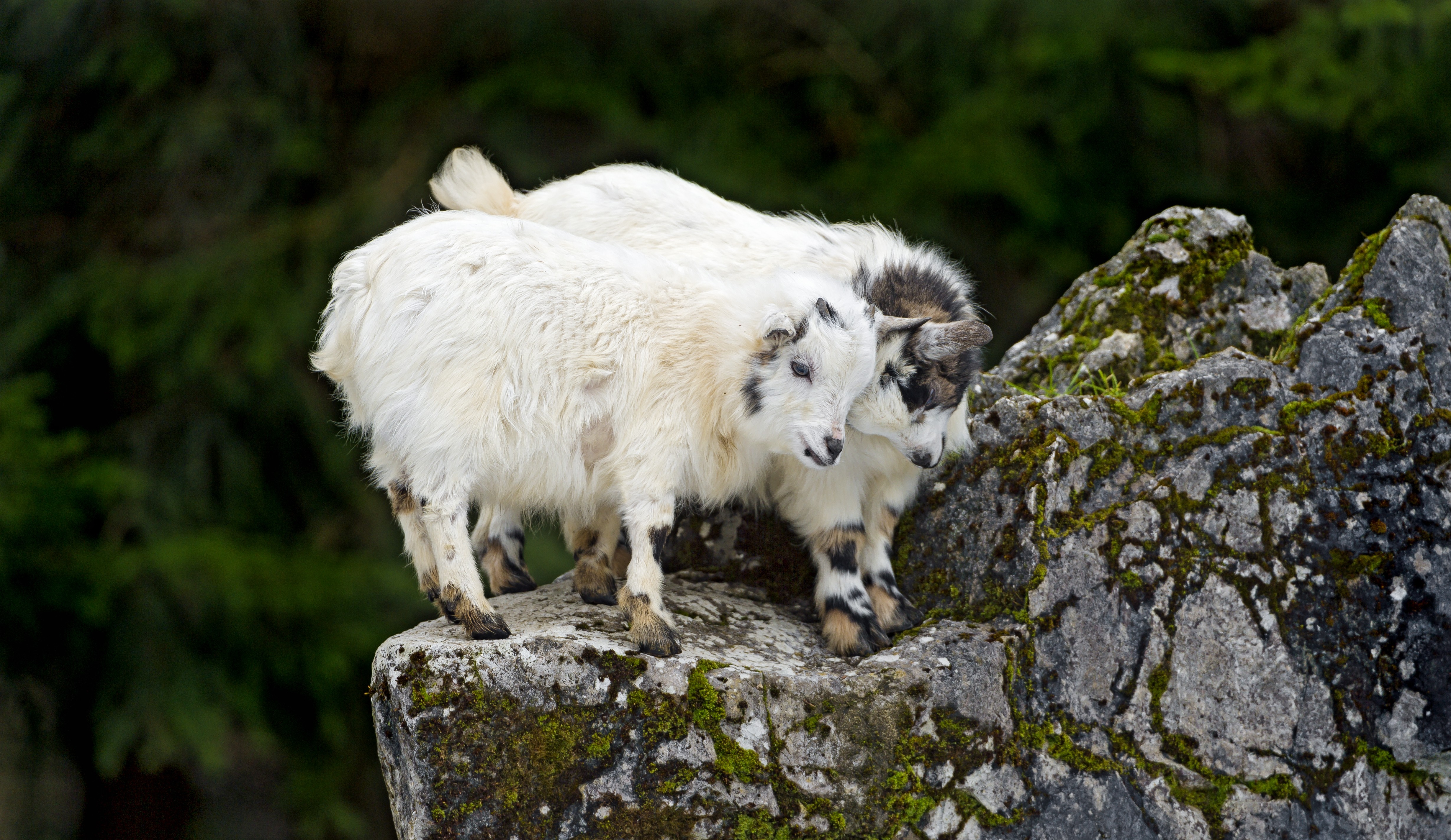 Animals Mammals Goats Wildlife Chamois 4918x2848